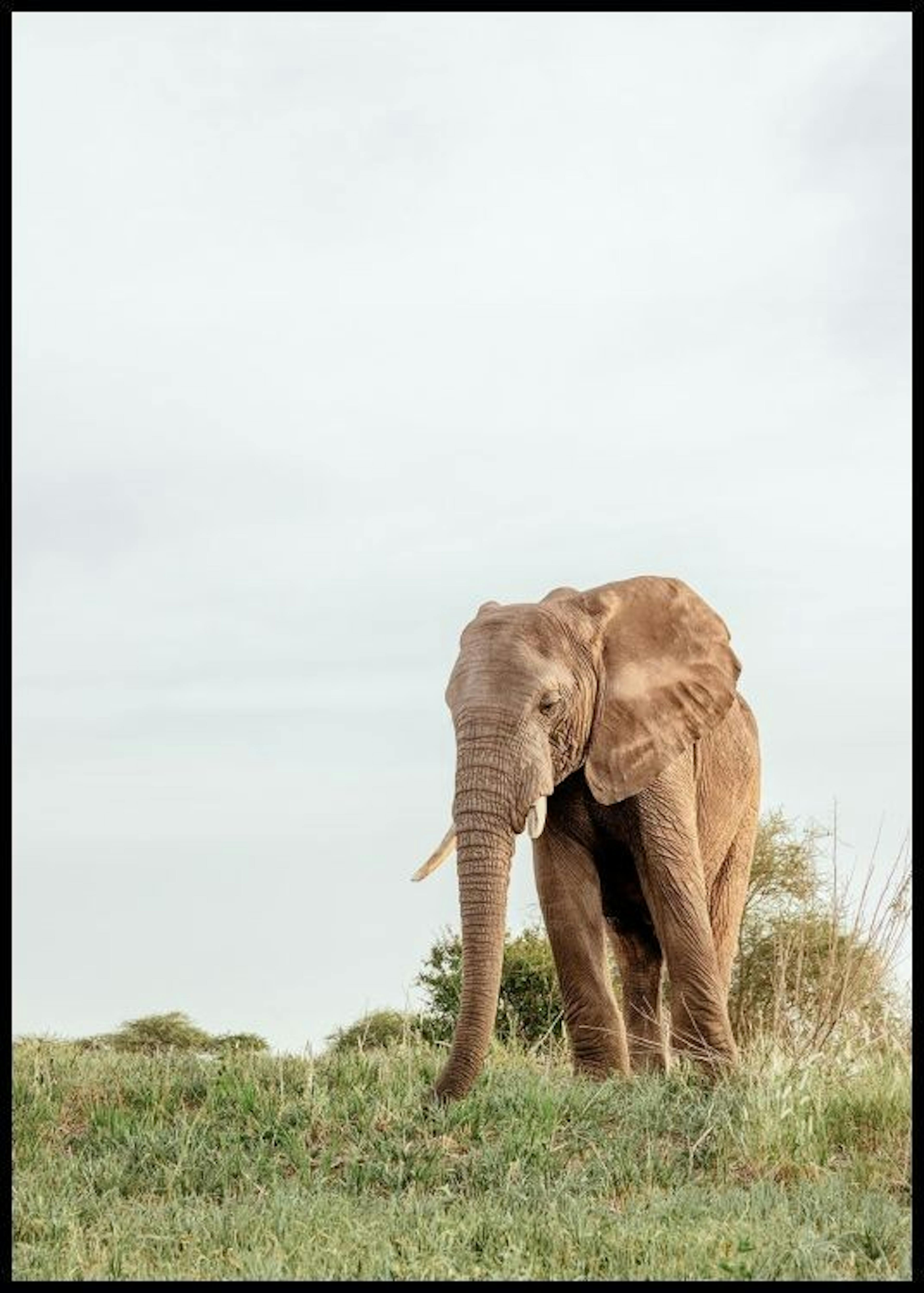 Safari olifant poster 0