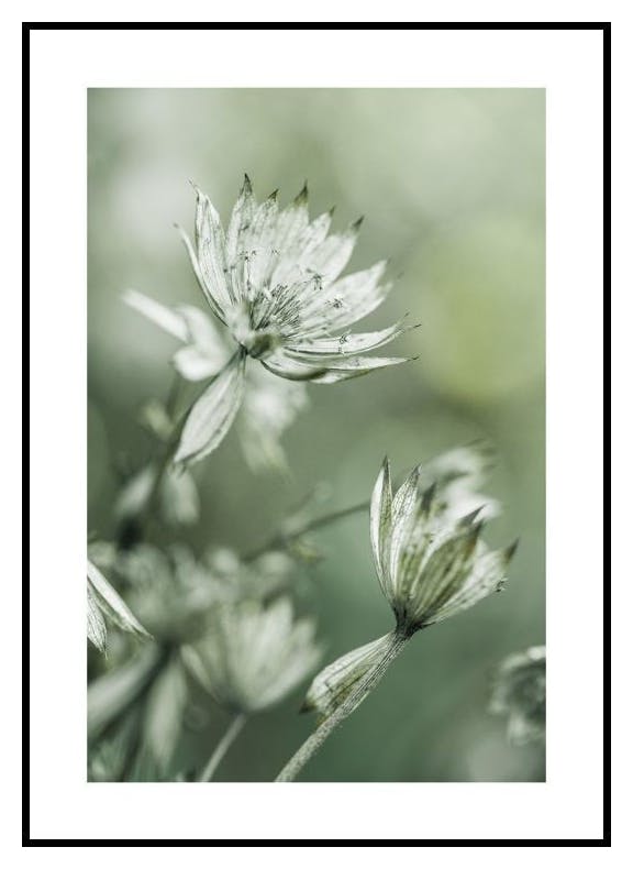 Kwitnąca zieleń Plakat (30x40 cm) - Poster Store