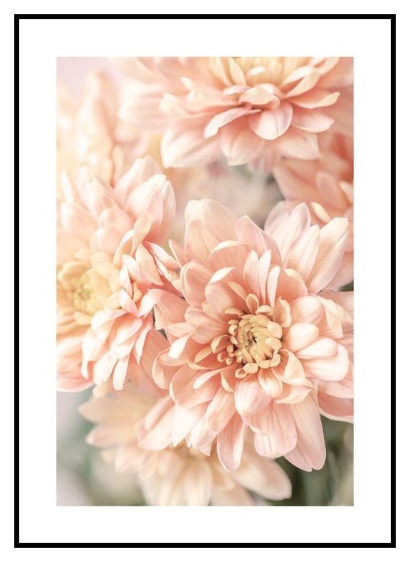 Pastelowe dalie Plakat (30x40 cm) - Poster Store