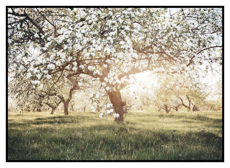 Blomstrende Trær i Sollys Plakat (50x70 cm) - Poster Store