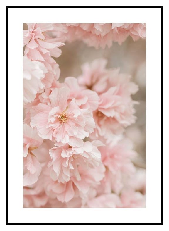 Prints Pink Cherry Blossom Poster (50x70 cm) - Poster Store