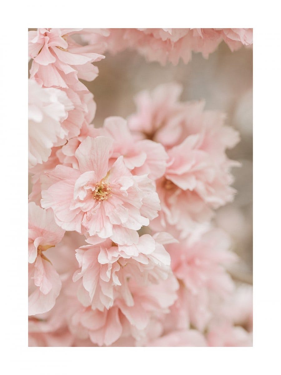 Rosa Kirsebærblomst Plakat 0
