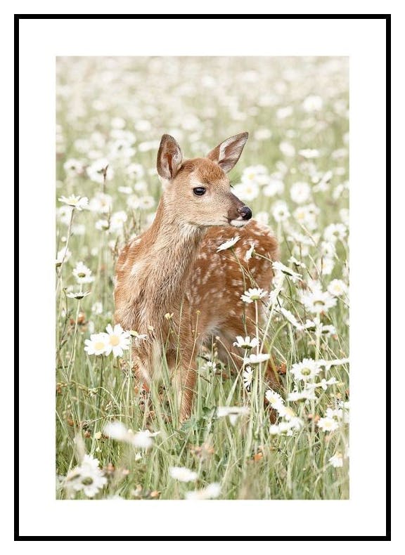 Hirsch in Gänseblümchenwiese Poster (30x40 cm) - Poster Store