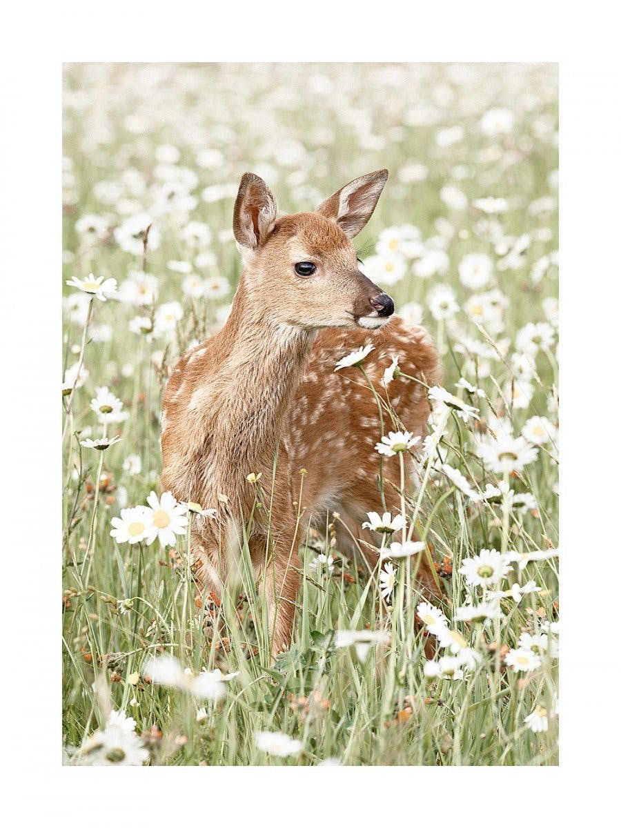 Deer in Daisy Meadow Poster 0