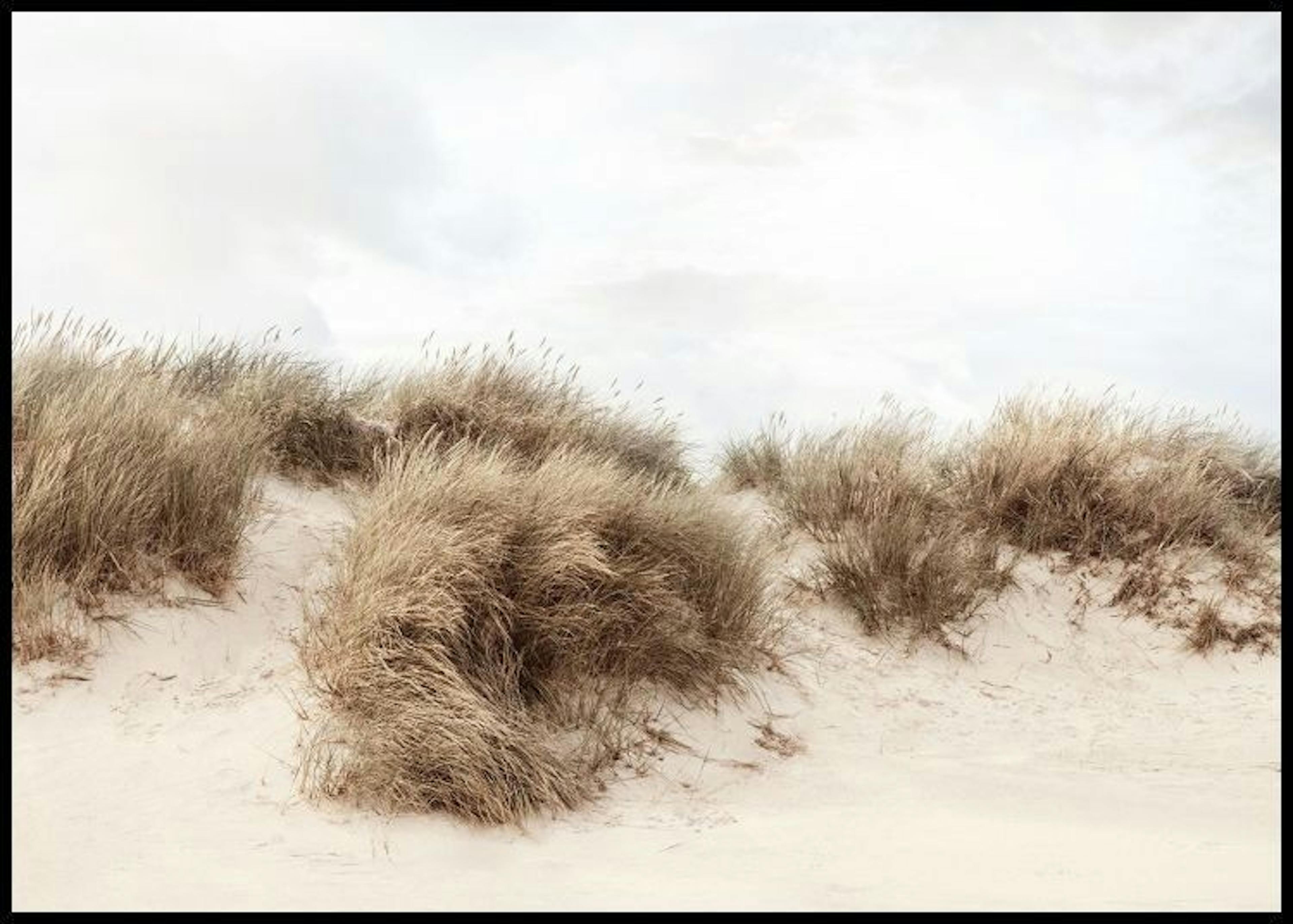 草原の砂丘 ポスター 0