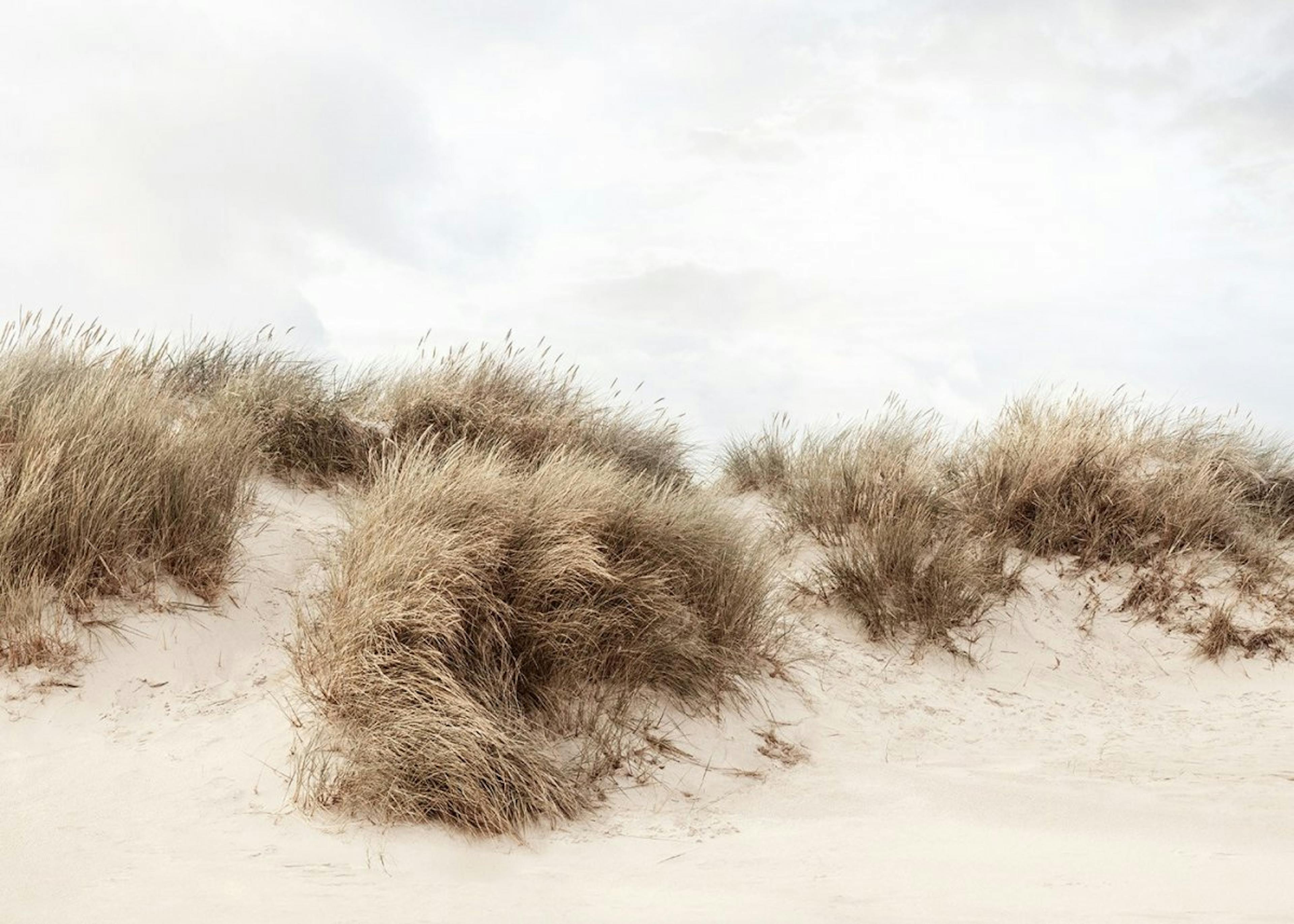 Sanddyner med Gress Plakat 0