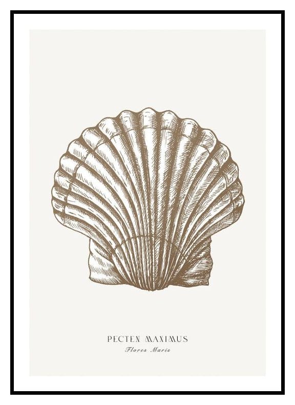 Great Scallop Poster (50x70 cm) - Poster Store