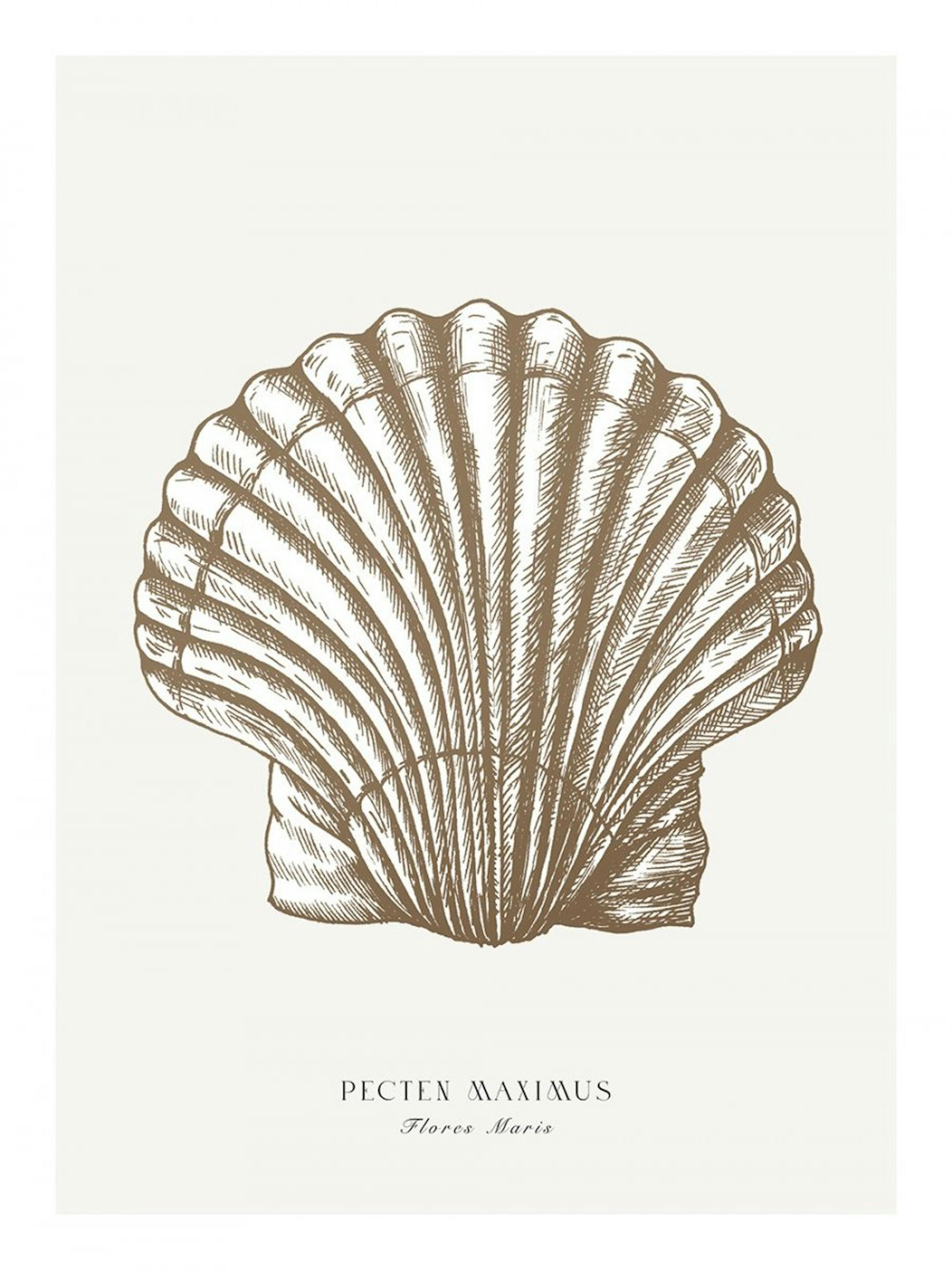 Great Scallop Poster 0