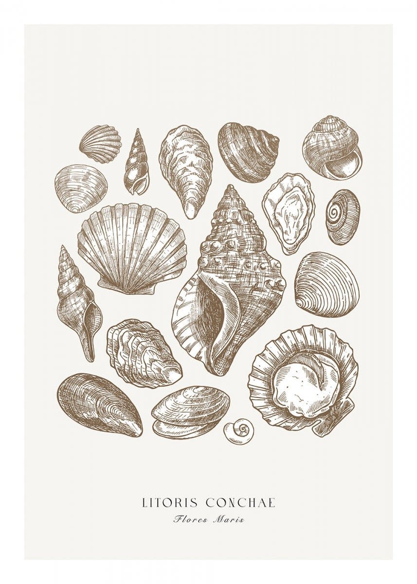 Beach Shells Poster 0