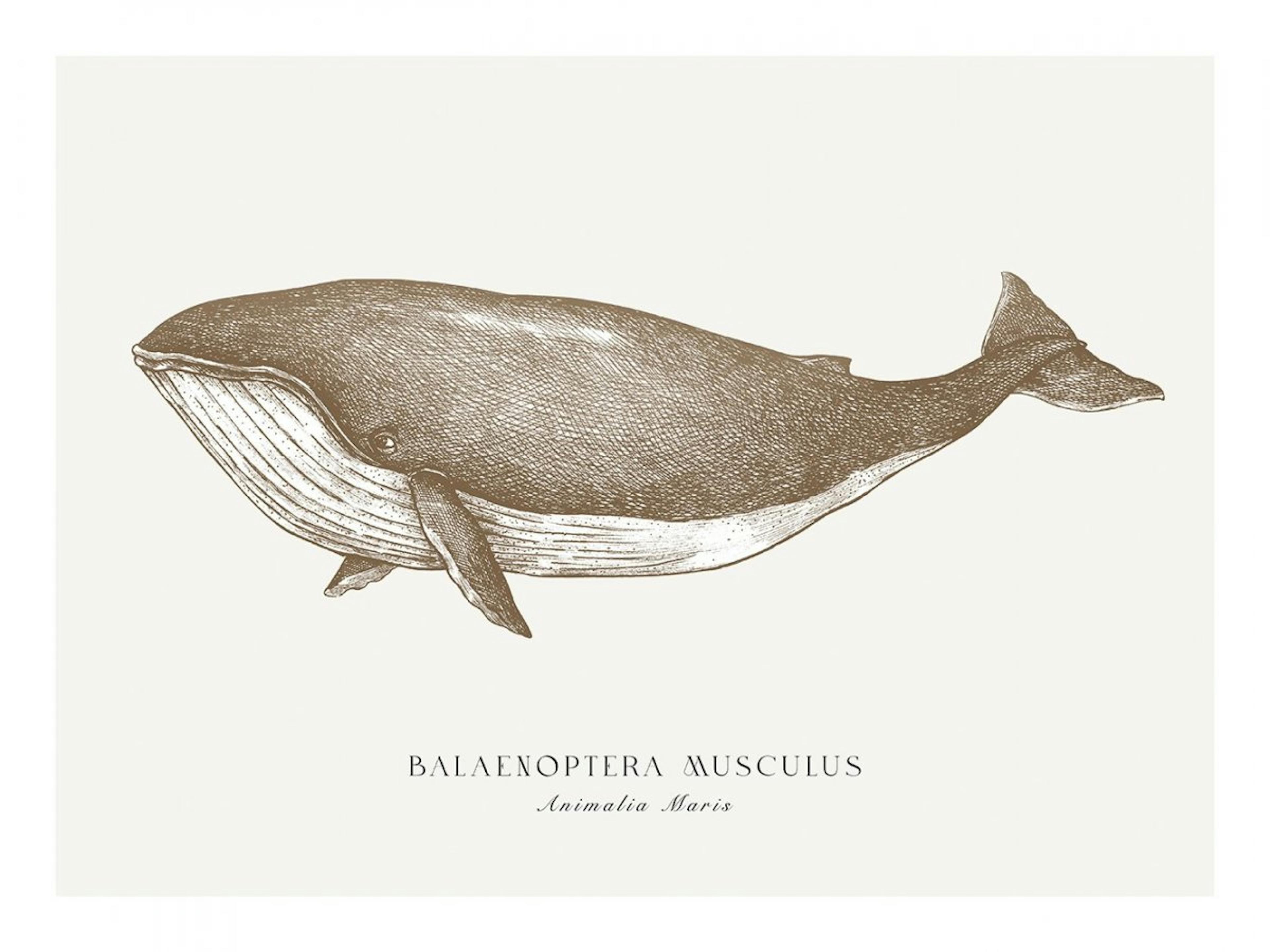 Blauwe Walvis Poster 0