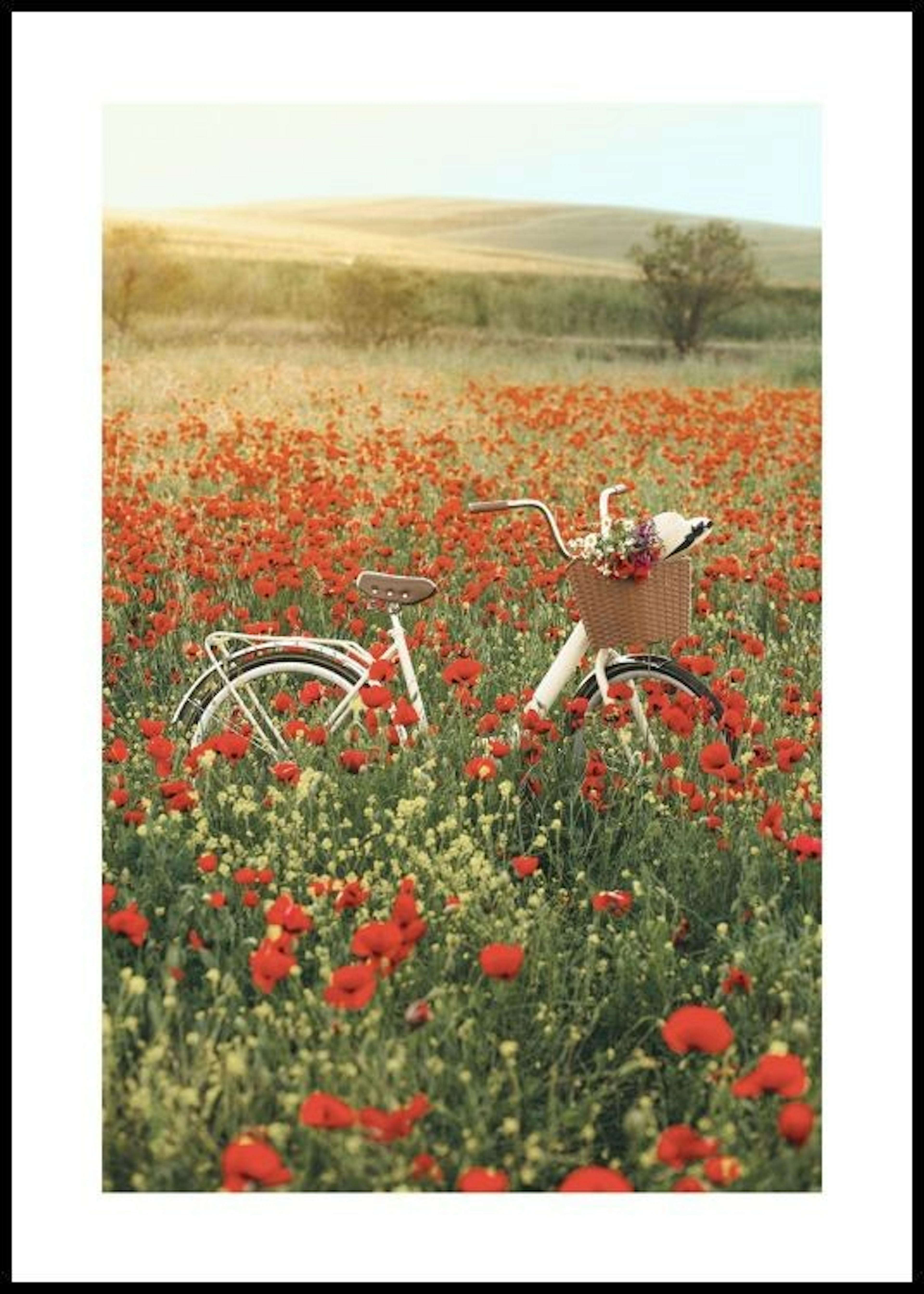 Cykel på fält Poster 0