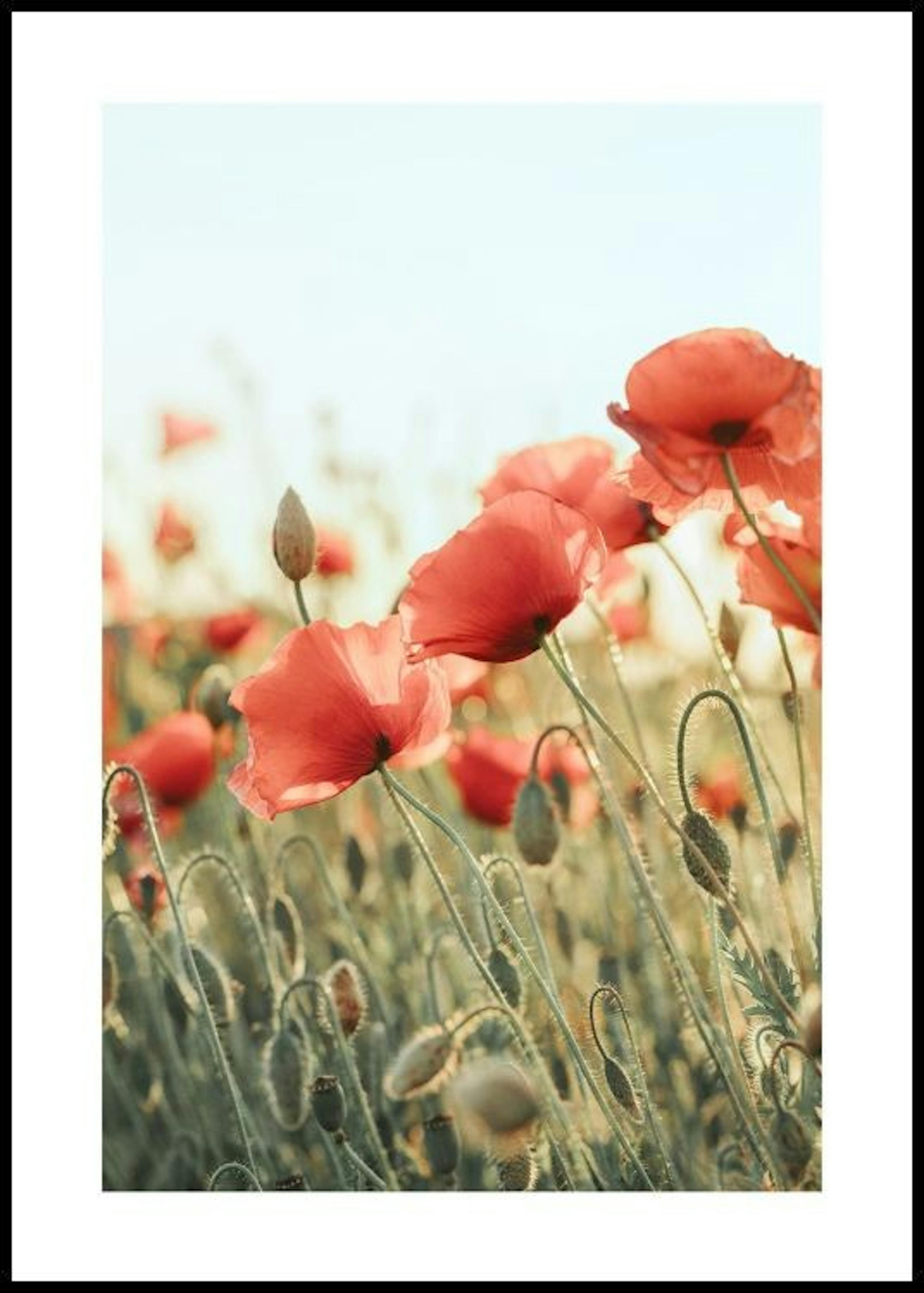 Field of Poppies Affiche 0