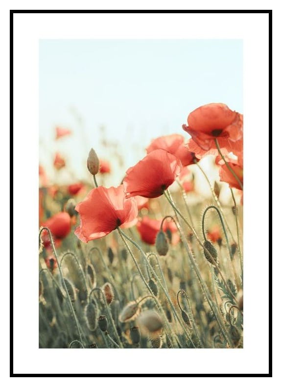 Valmuefelt Plakat (50x70 cm) - Poster Store