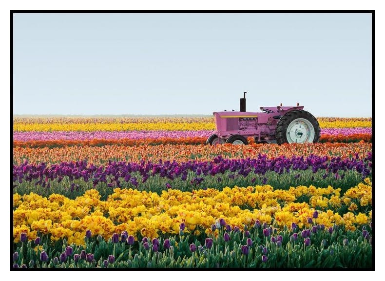 Blomsterfarm Plakat (50x70 cm) - Poster Store