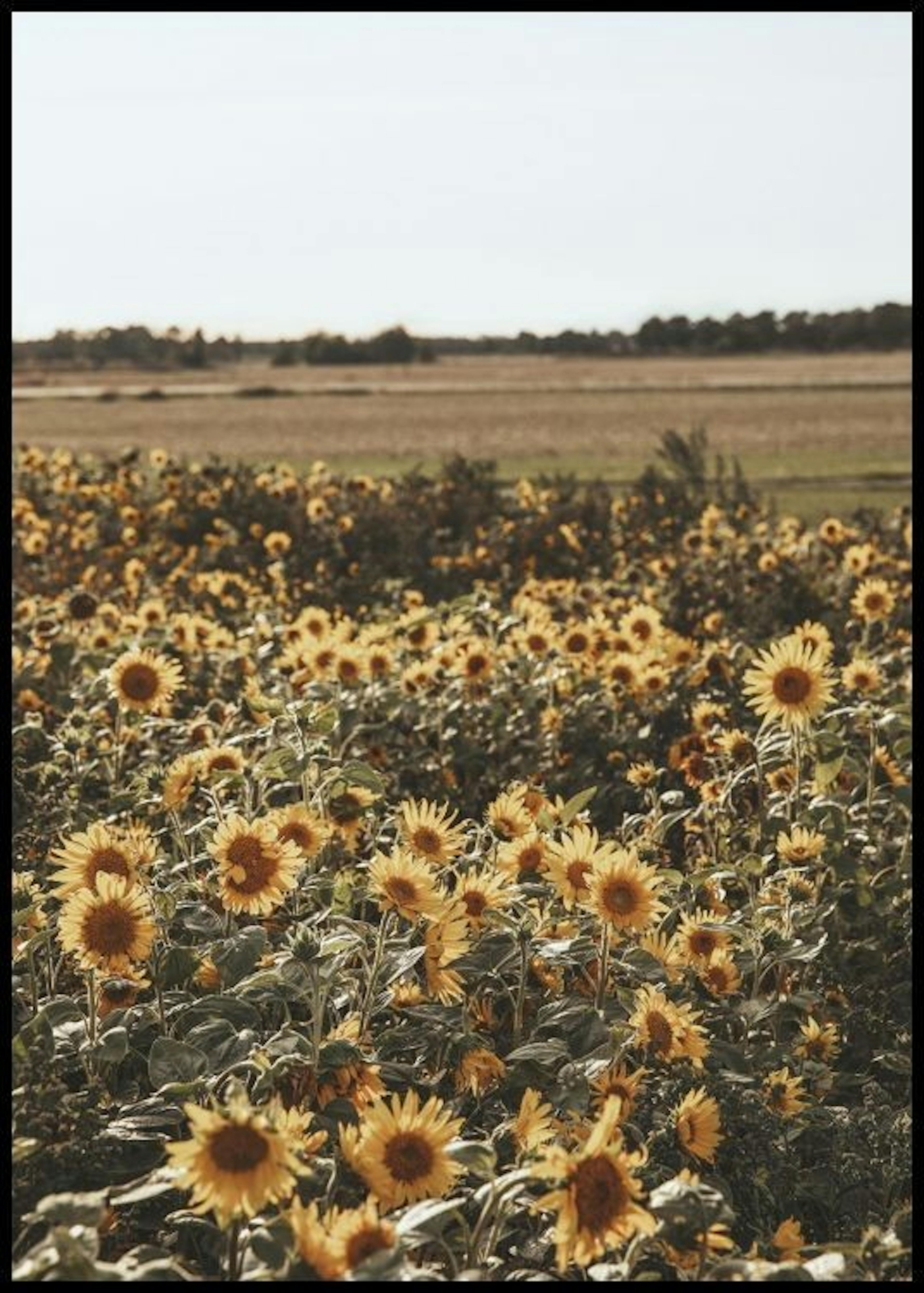 Field of Sunflowers Poster 0