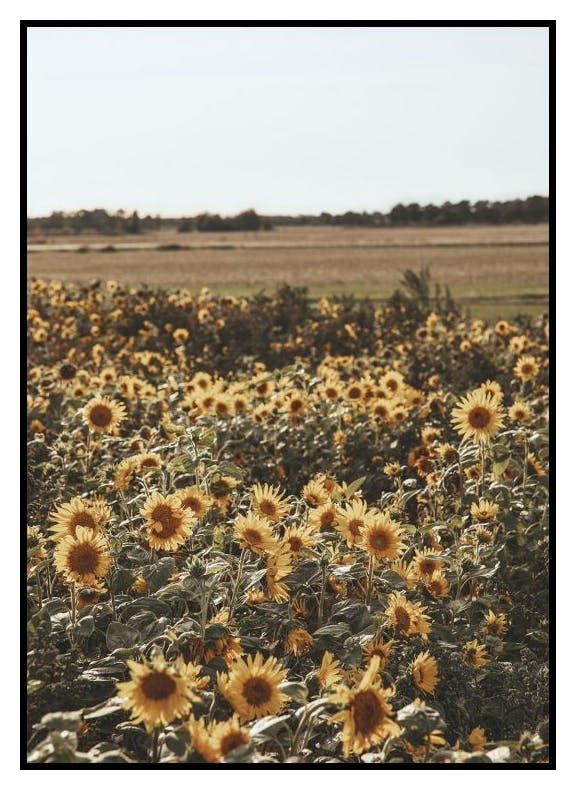 Sonnenblumenfeld Poster (50x70 cm) - Poster Store