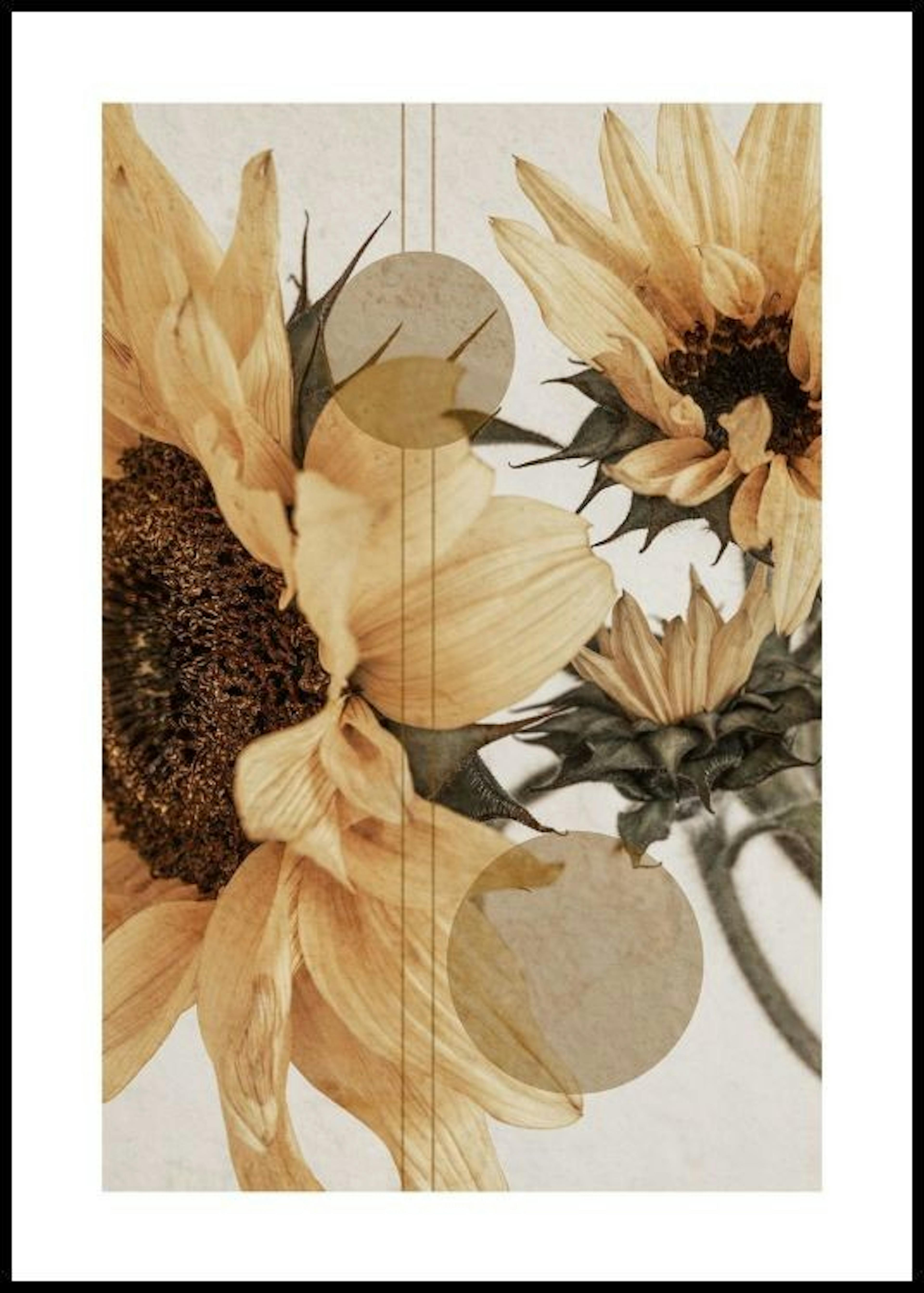 Sunflower Constellation No1 Affiche 0
