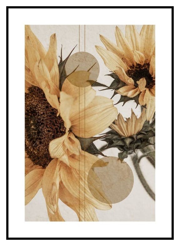 Sonnenblumenkonstellation No1 Poster (50x70 cm) - Poster Store