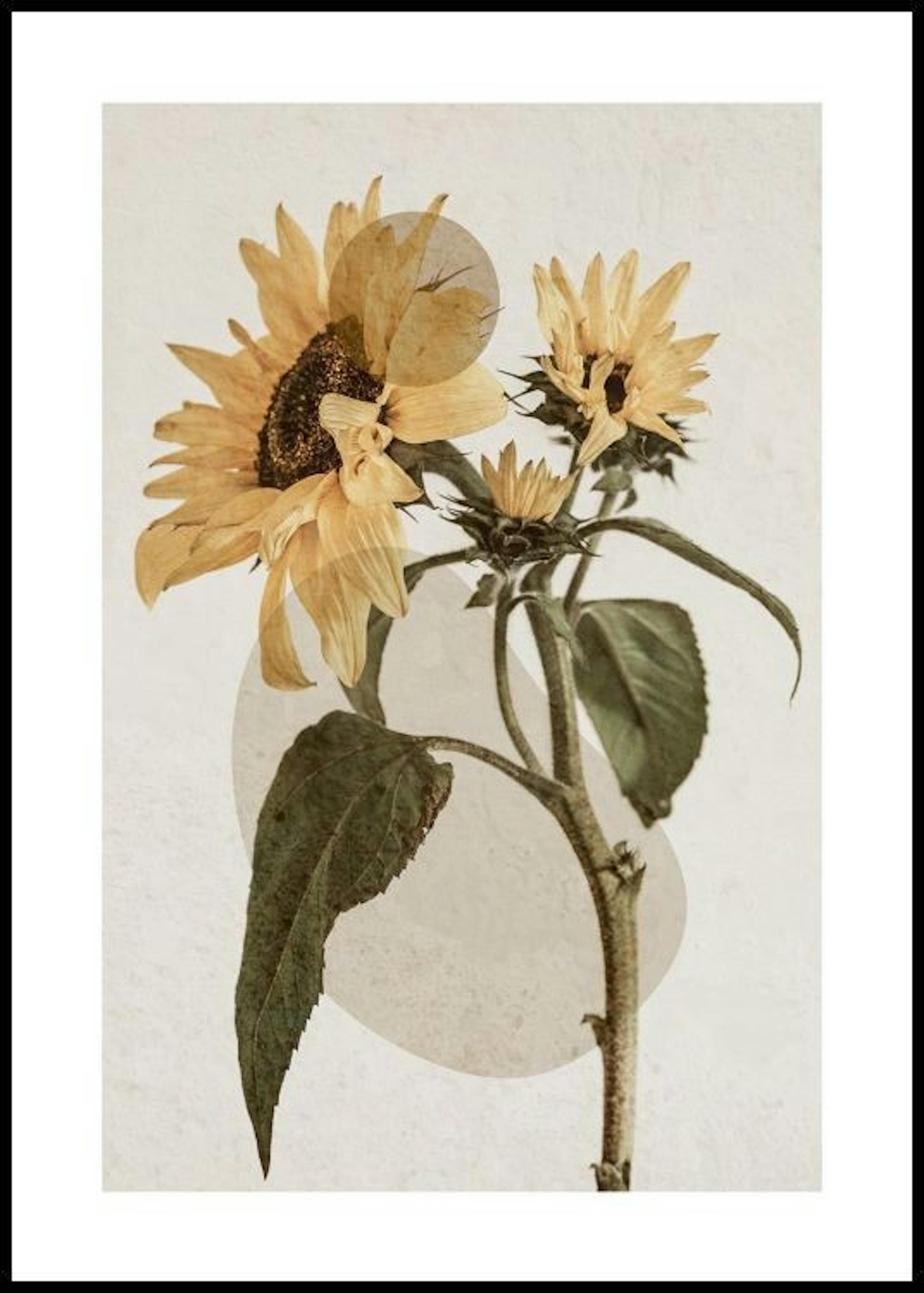 Sunflower Constellation No2 Poster Poster 0