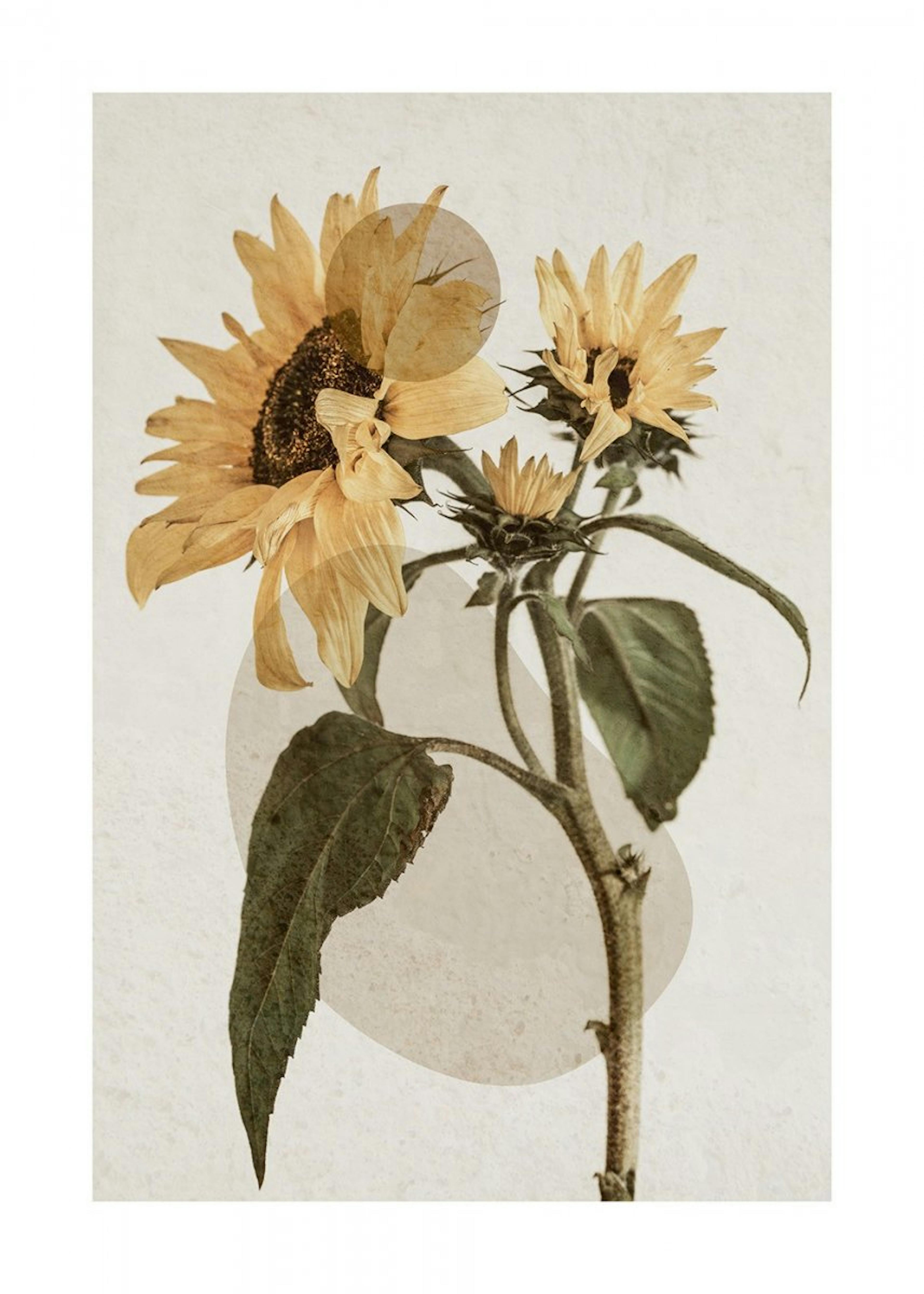 Sunflower Constellation No2 Affiche 0
