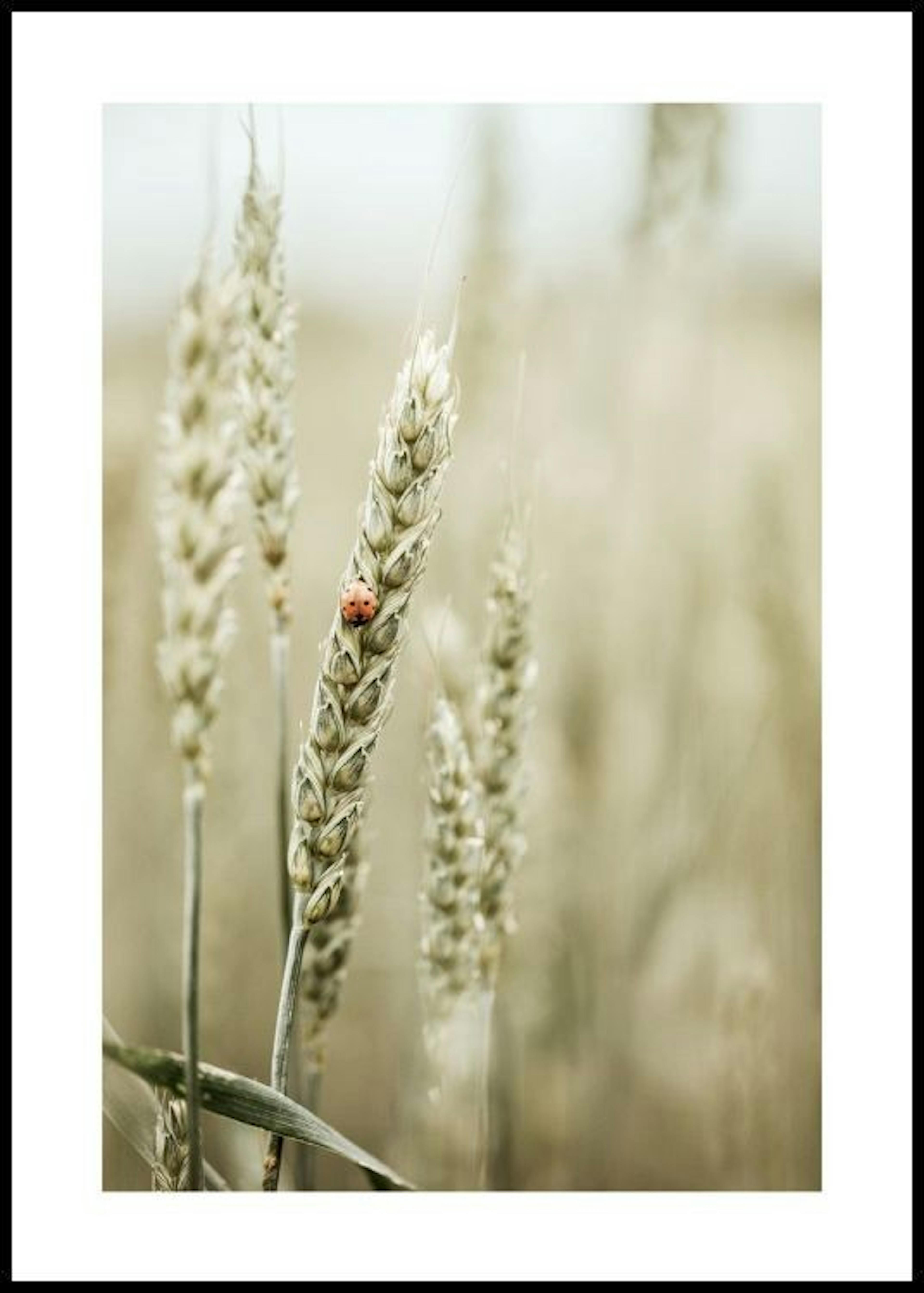 Ladybug in the Field Poster 0