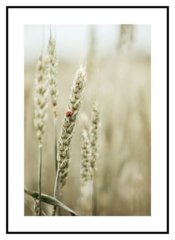 Ladybug in the Field Poster (30x40 cm) - Poster Store