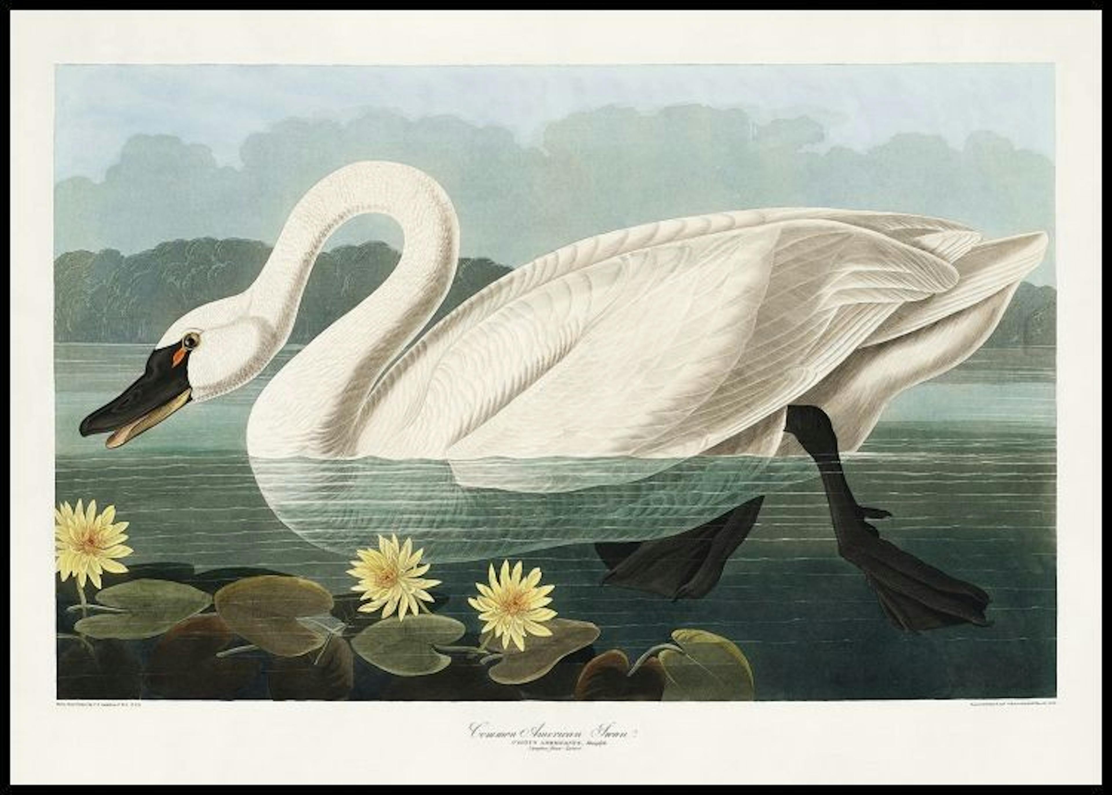 Vintage Swan Poster thumbnail