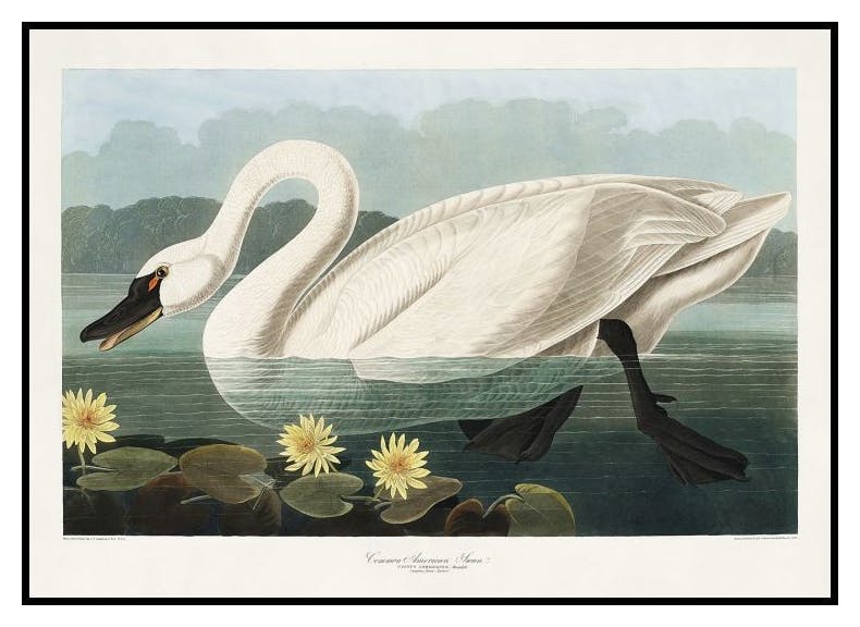 Łabędź vintage Plakat (30x40 cm) - Poster Store