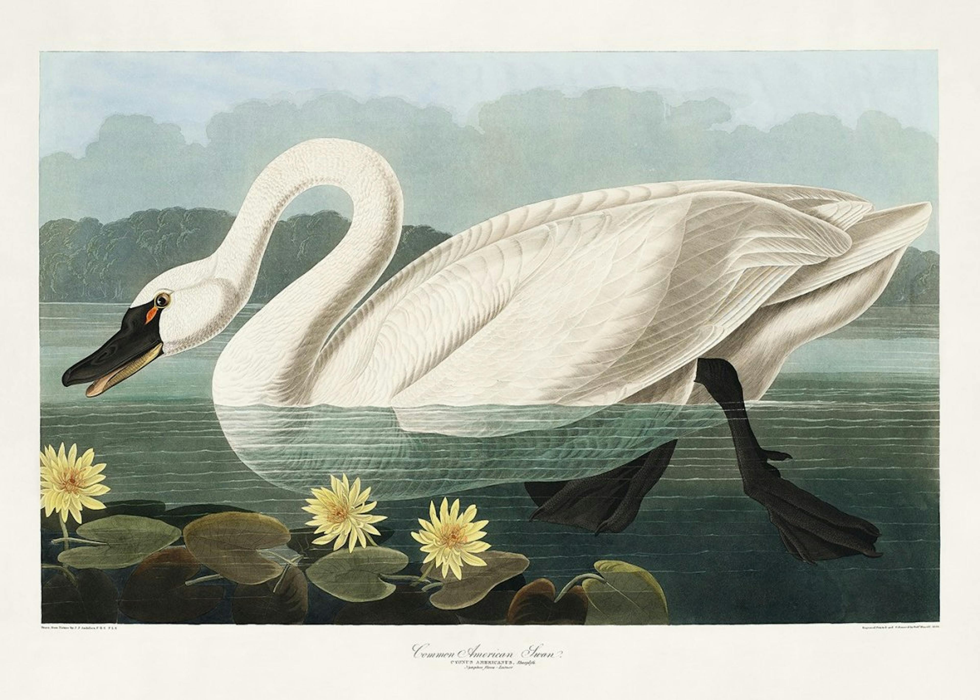 Vintage Swan Poster 0
