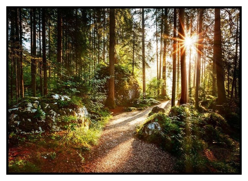 Forest Pathway Plakat (50x70 cm) - Poster Store