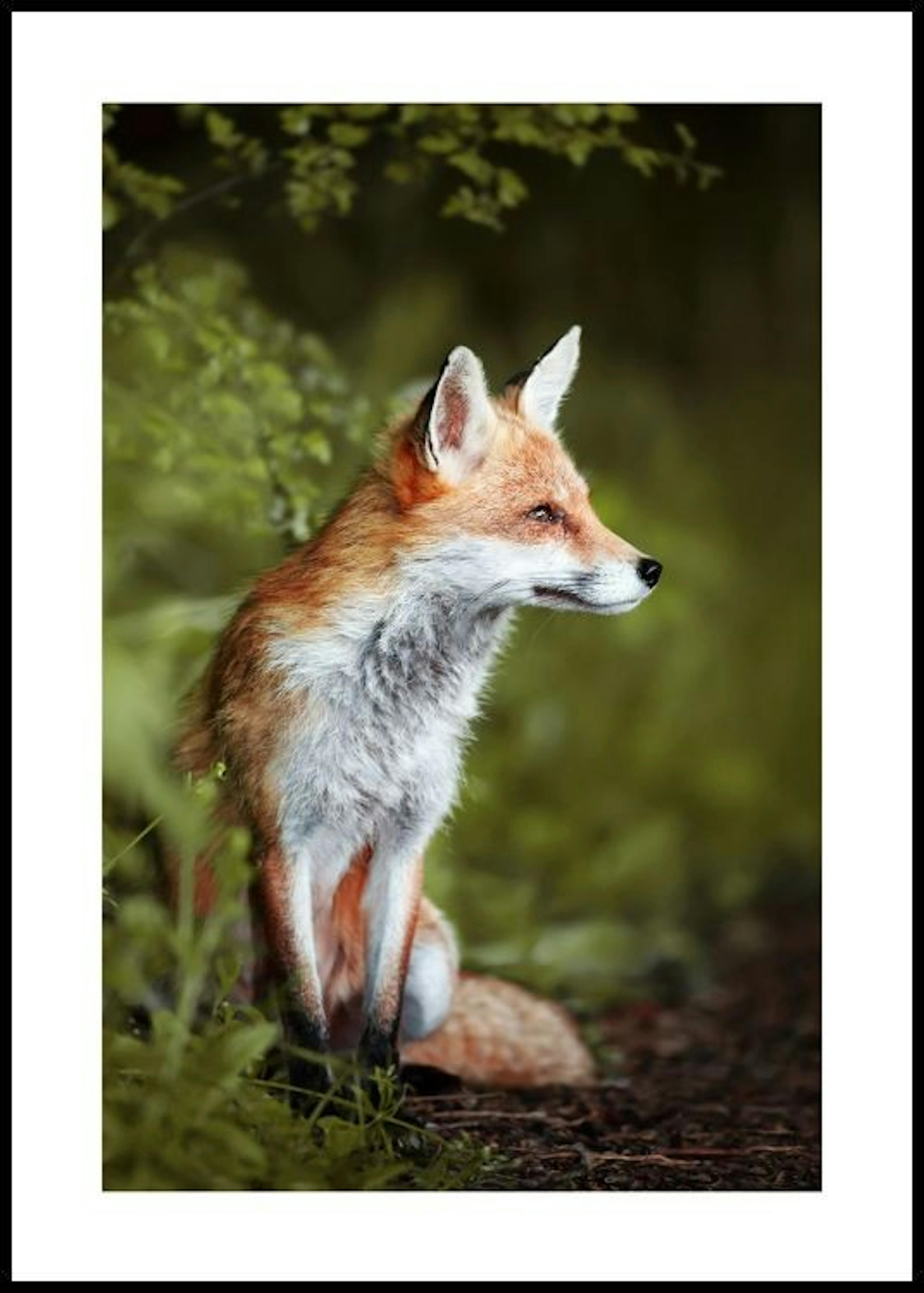 Thoughtful Fox Poster 0