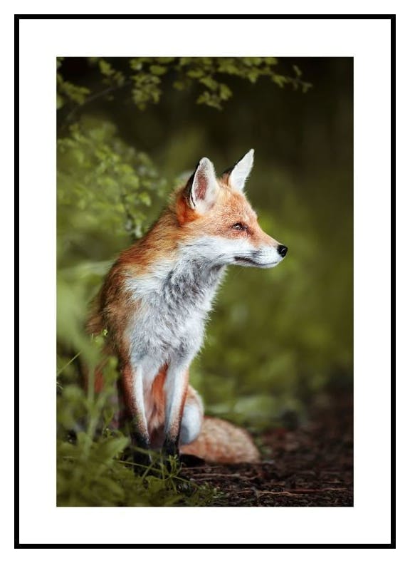 Nachdenklicher Fuchs Poster (30x40 cm) - Poster Store