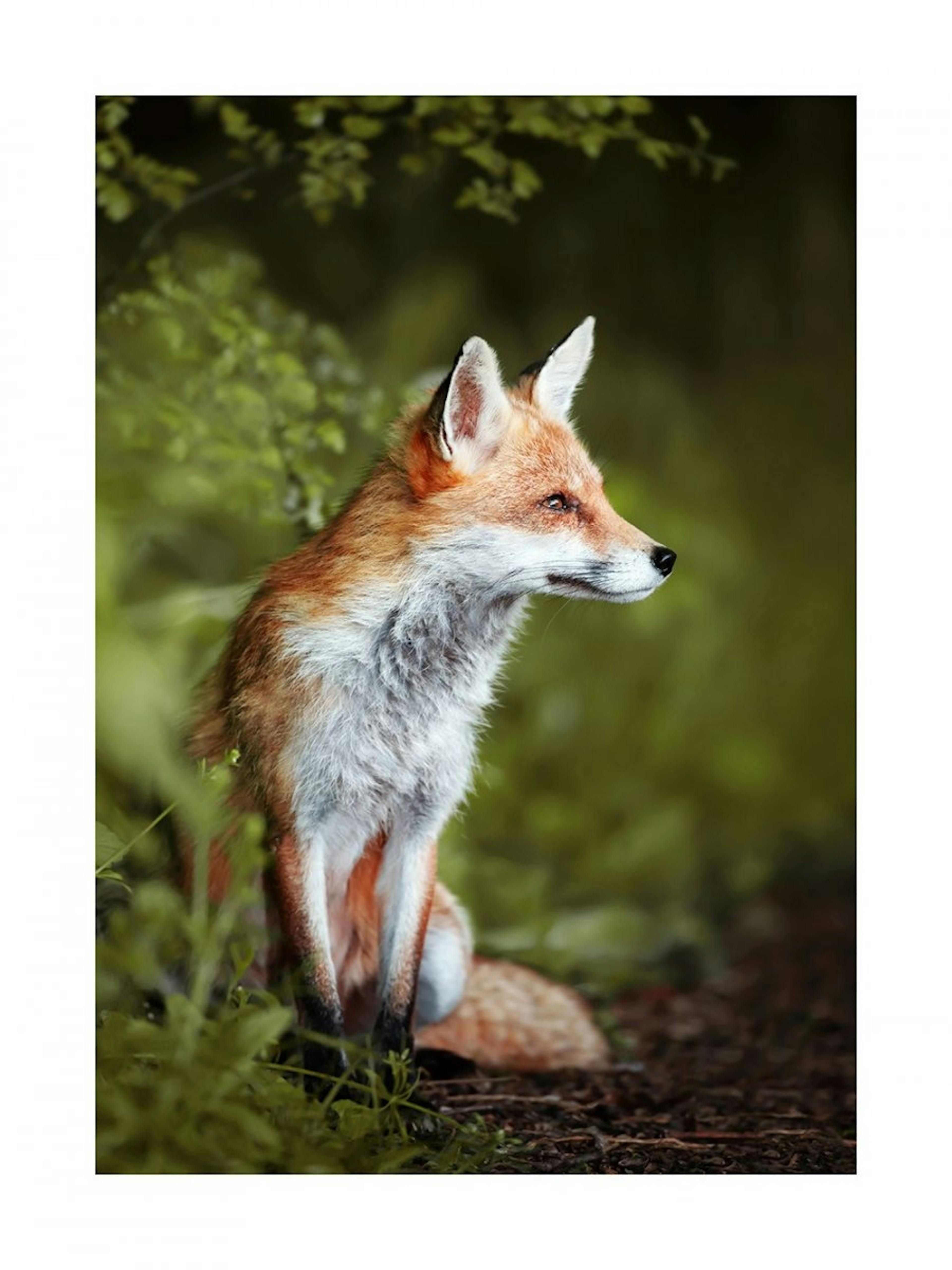 Thoughtful Fox Poster 0