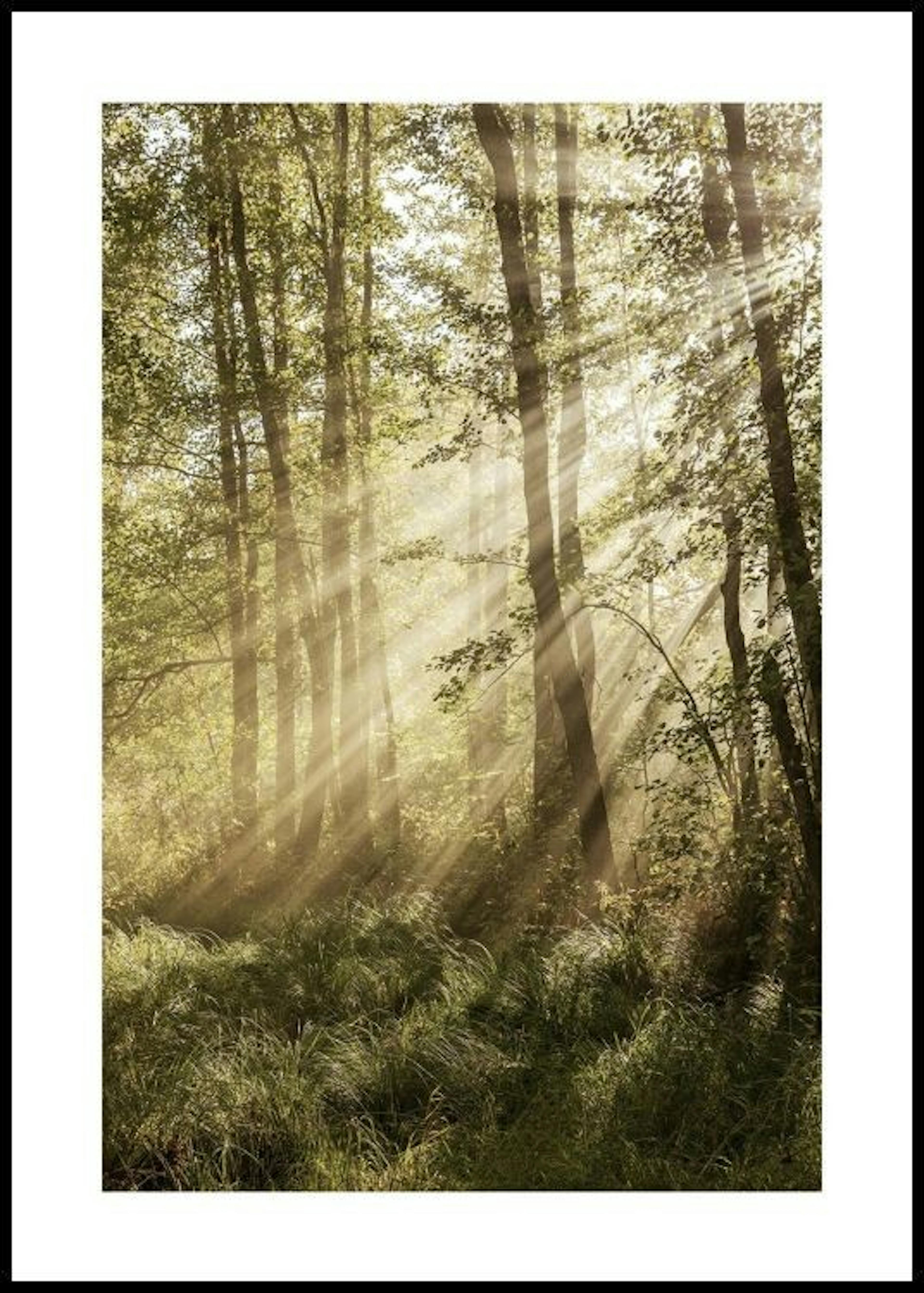 Sonnendurchluteter Wald Poster 0