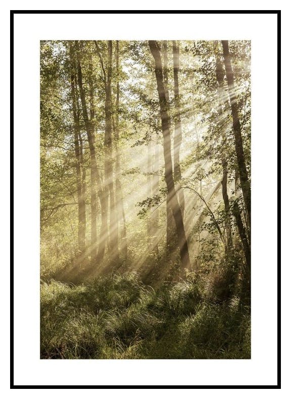 Solbelyst Skog Poster (30x40 cm) - Poster Store