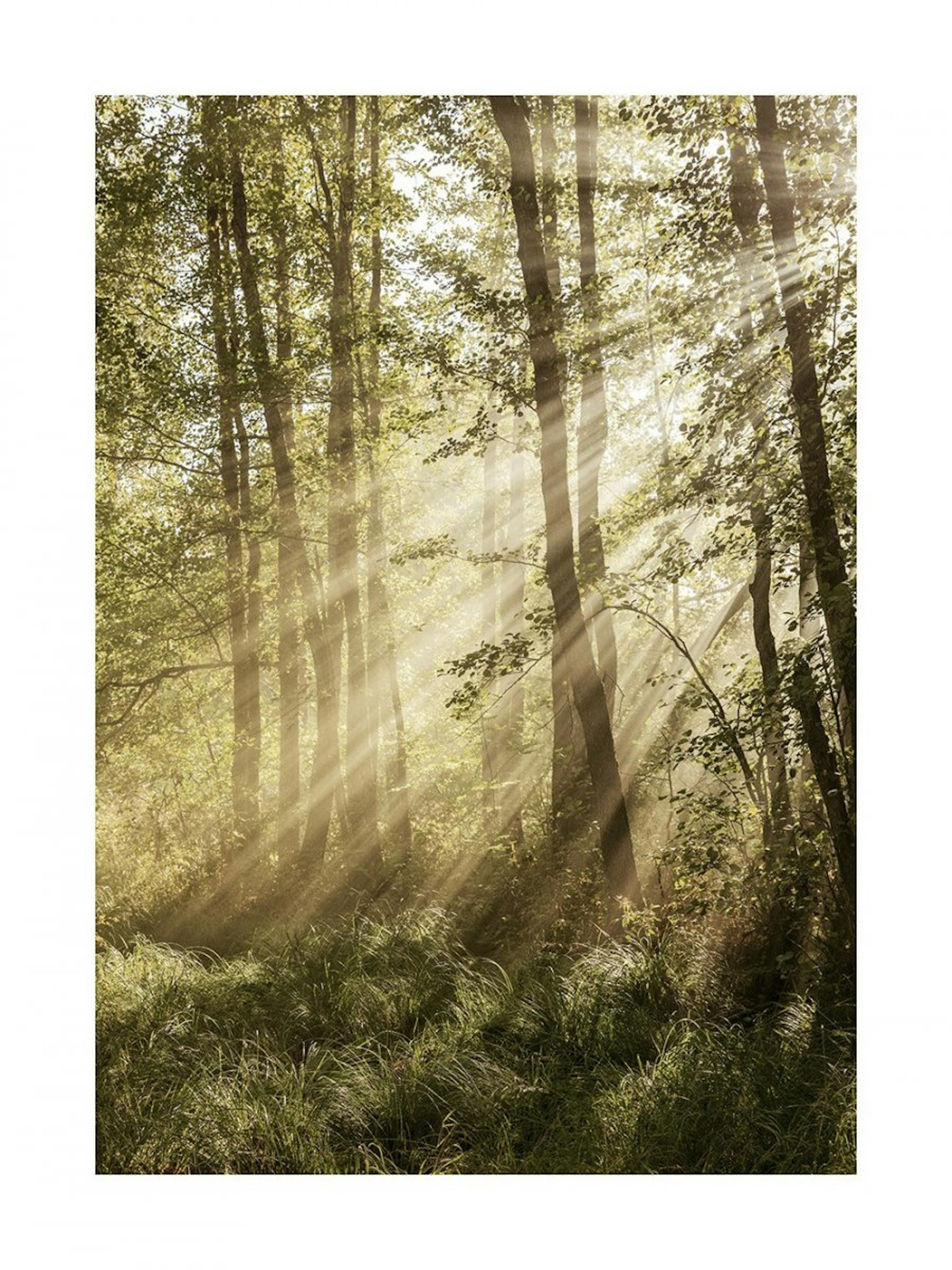 Sonnendurchluteter Wald Poster 0