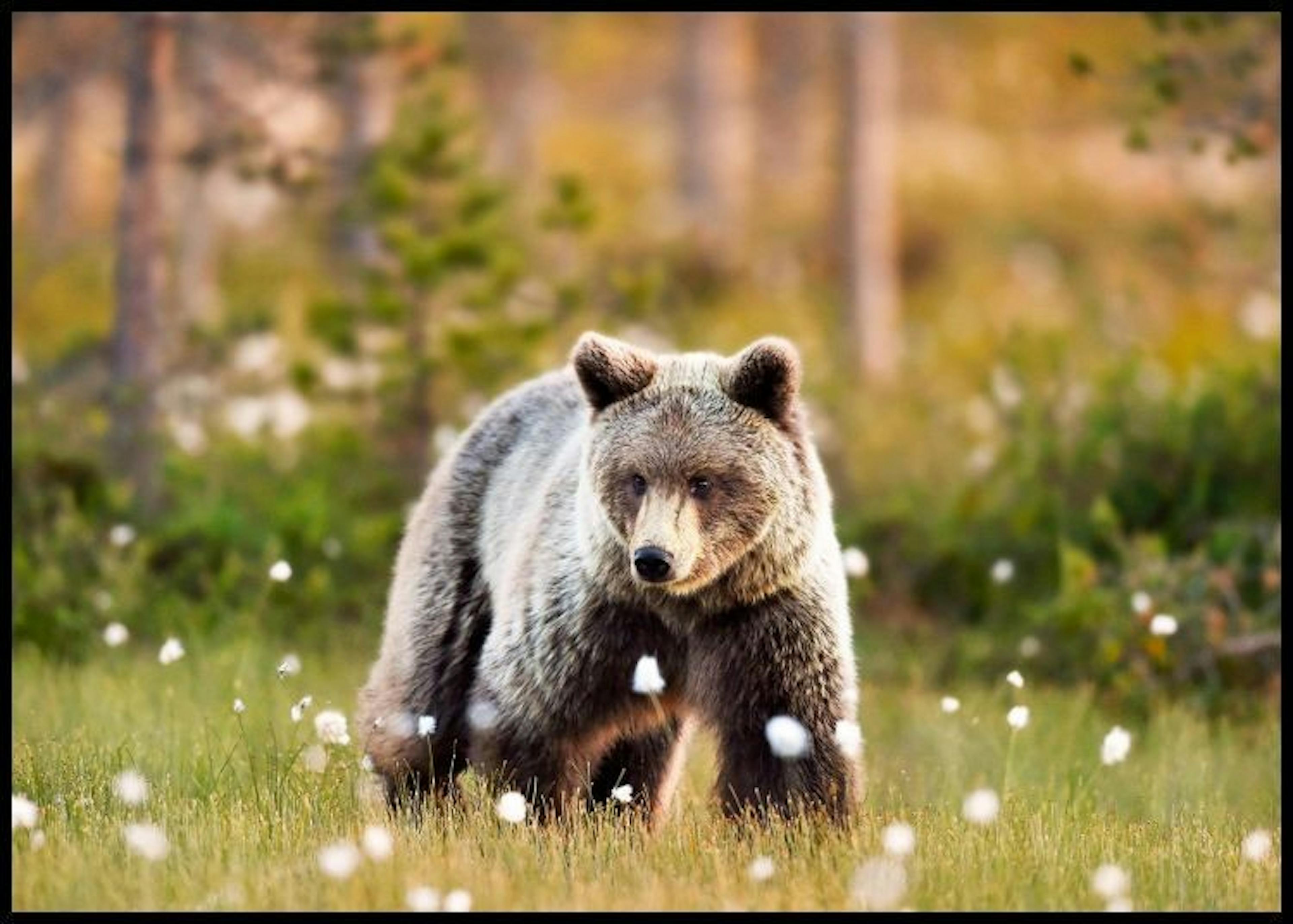 Bär auf Wiese Poster thumbnail