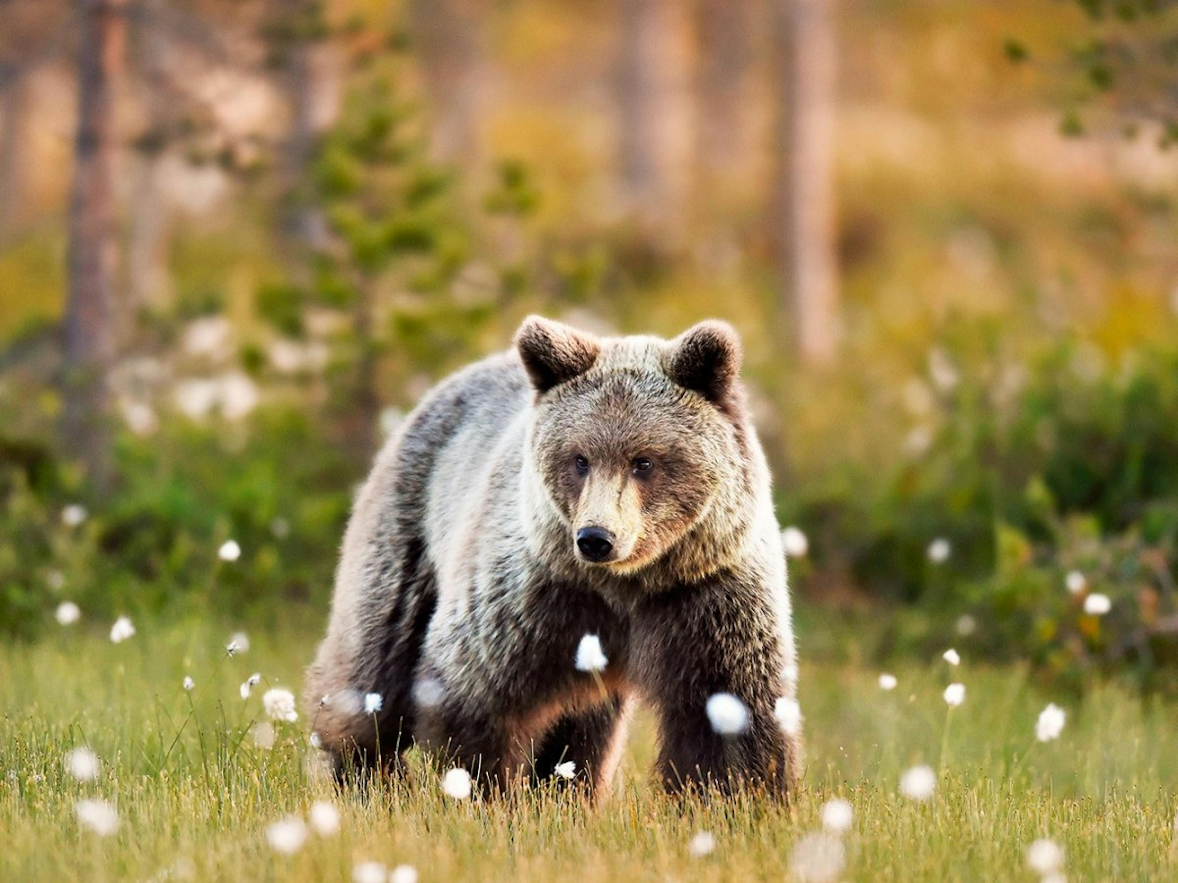 Bär auf Wiese Poster 0