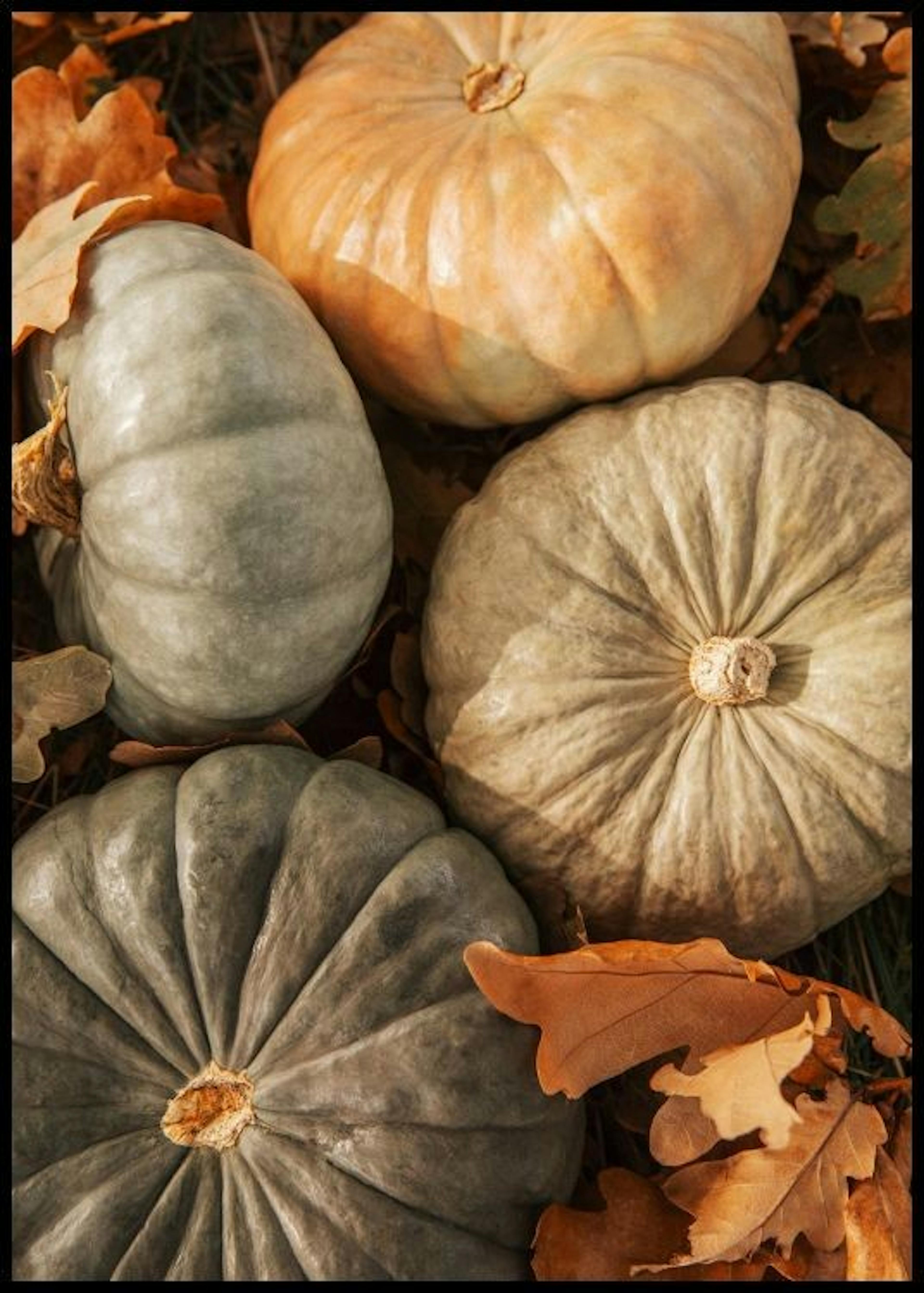 Cosecha de Calabazas Póster 0