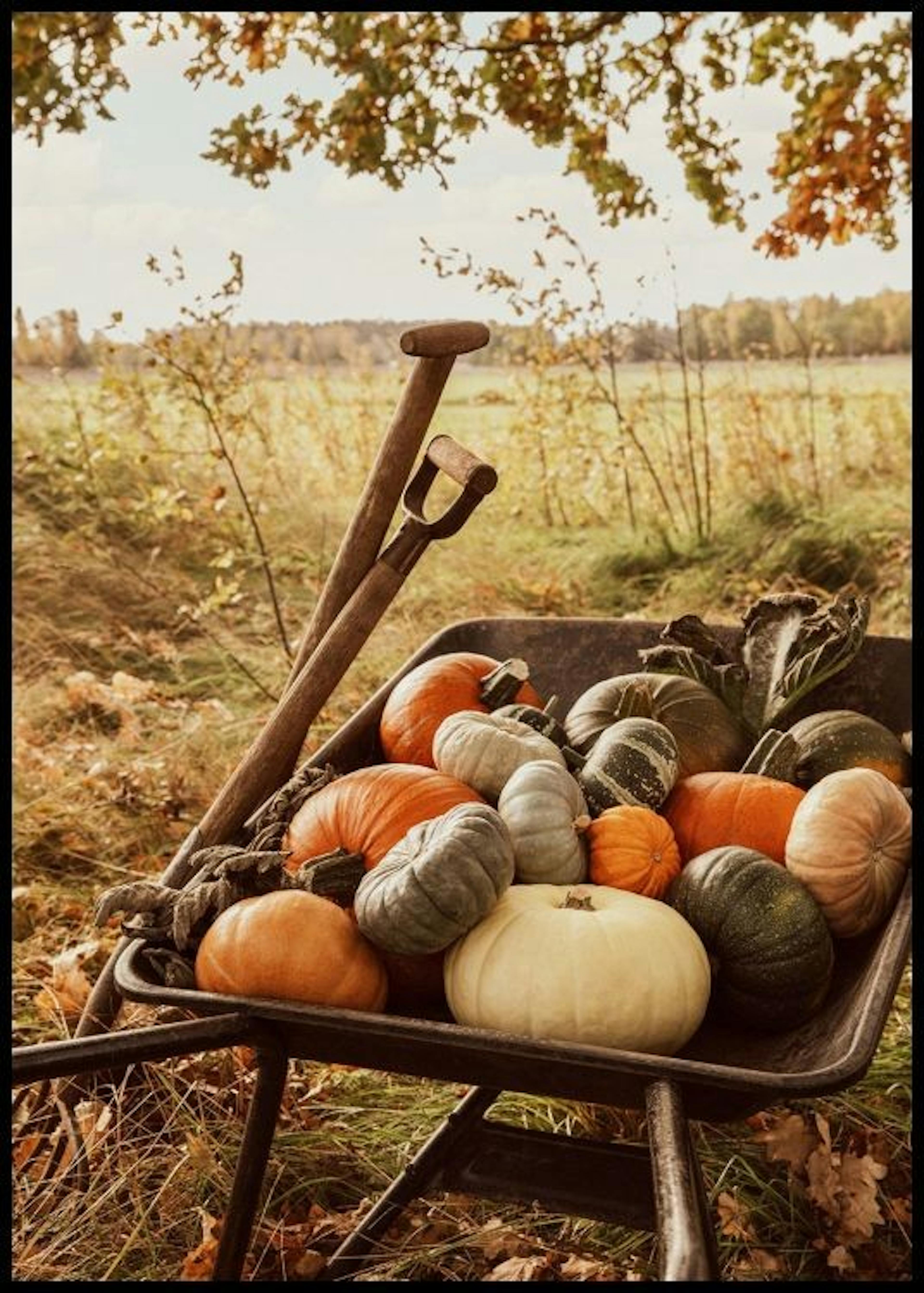 Pumpkin Wheelbarrow Poster 0