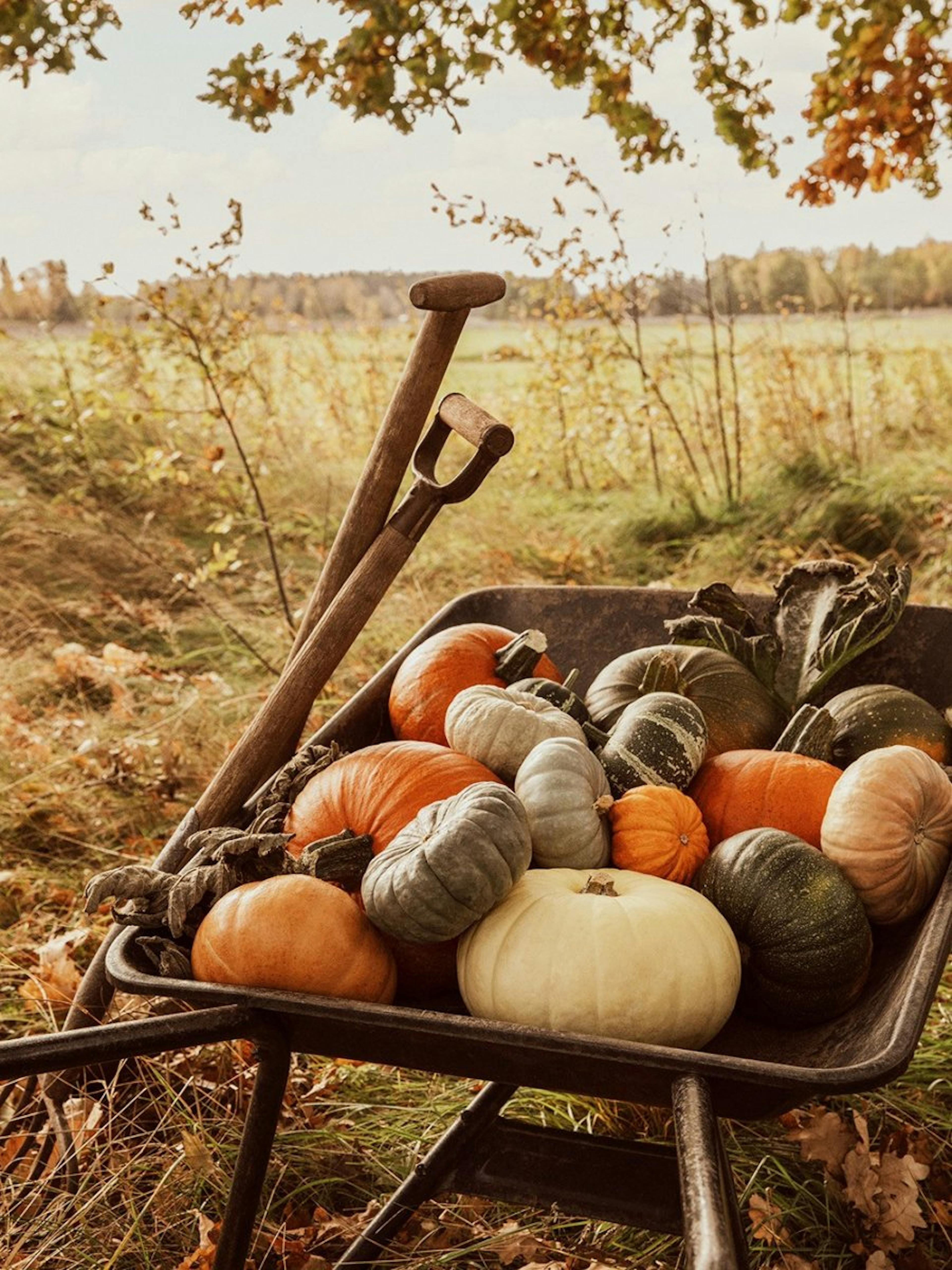 Pumpkin Wheelbarrow Poster 0