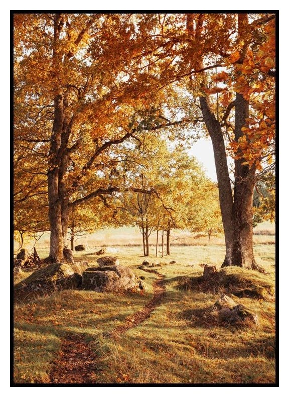 Warm Grove Poster (50x70 cm) - Poster Store