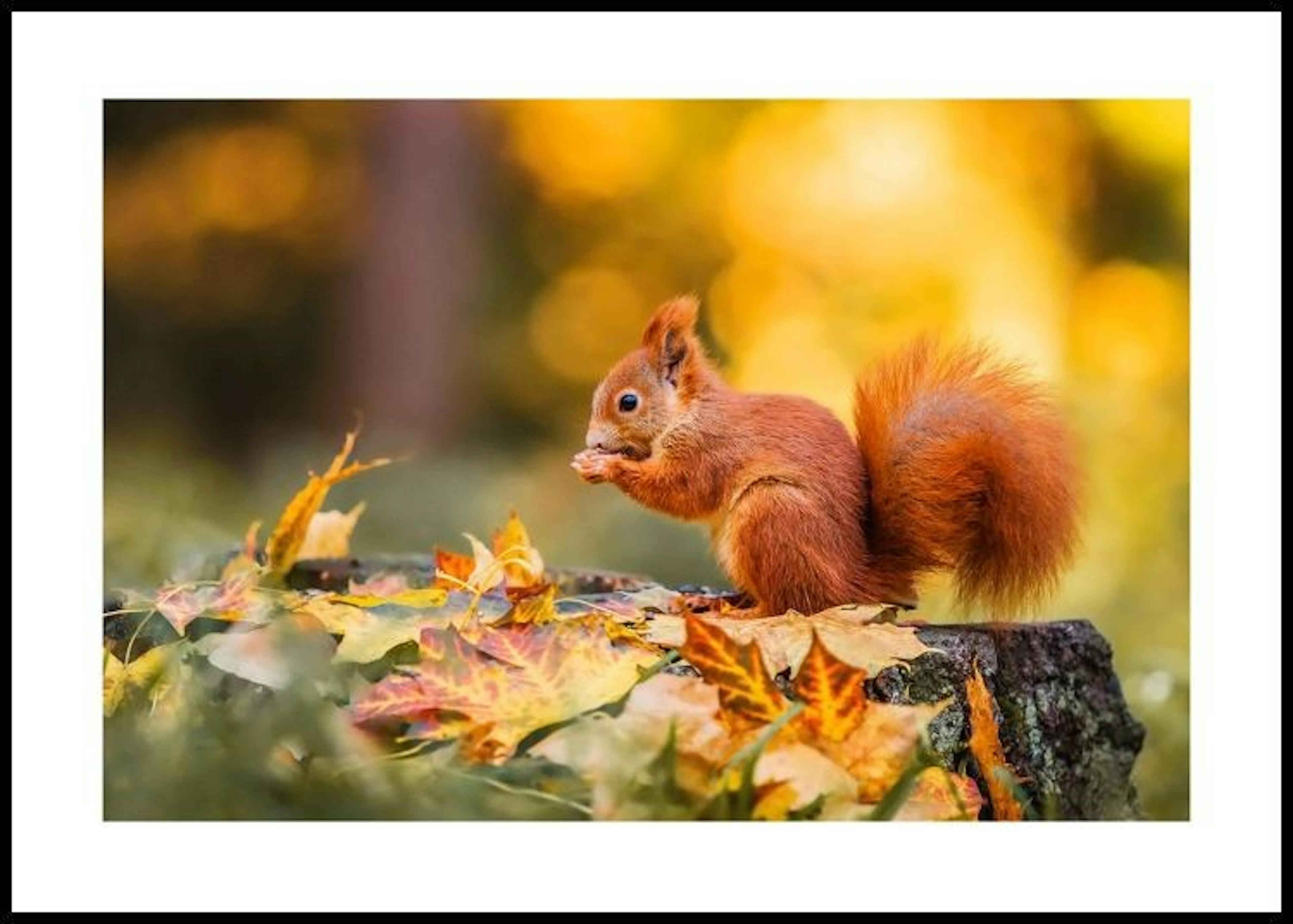 Herbst Eichhörnchen Poster 0