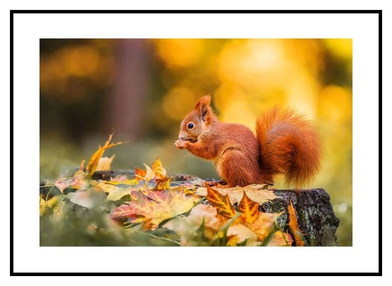 Jesienny Wiewiór Plakat (50x70 cm) - Poster Store