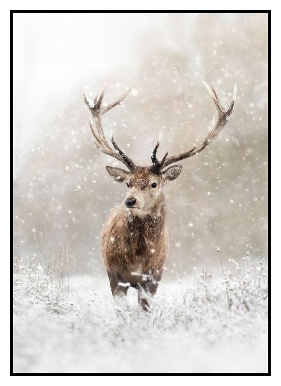 Jeleń na śniegu Plakat (70x100 cm) - Poster Store