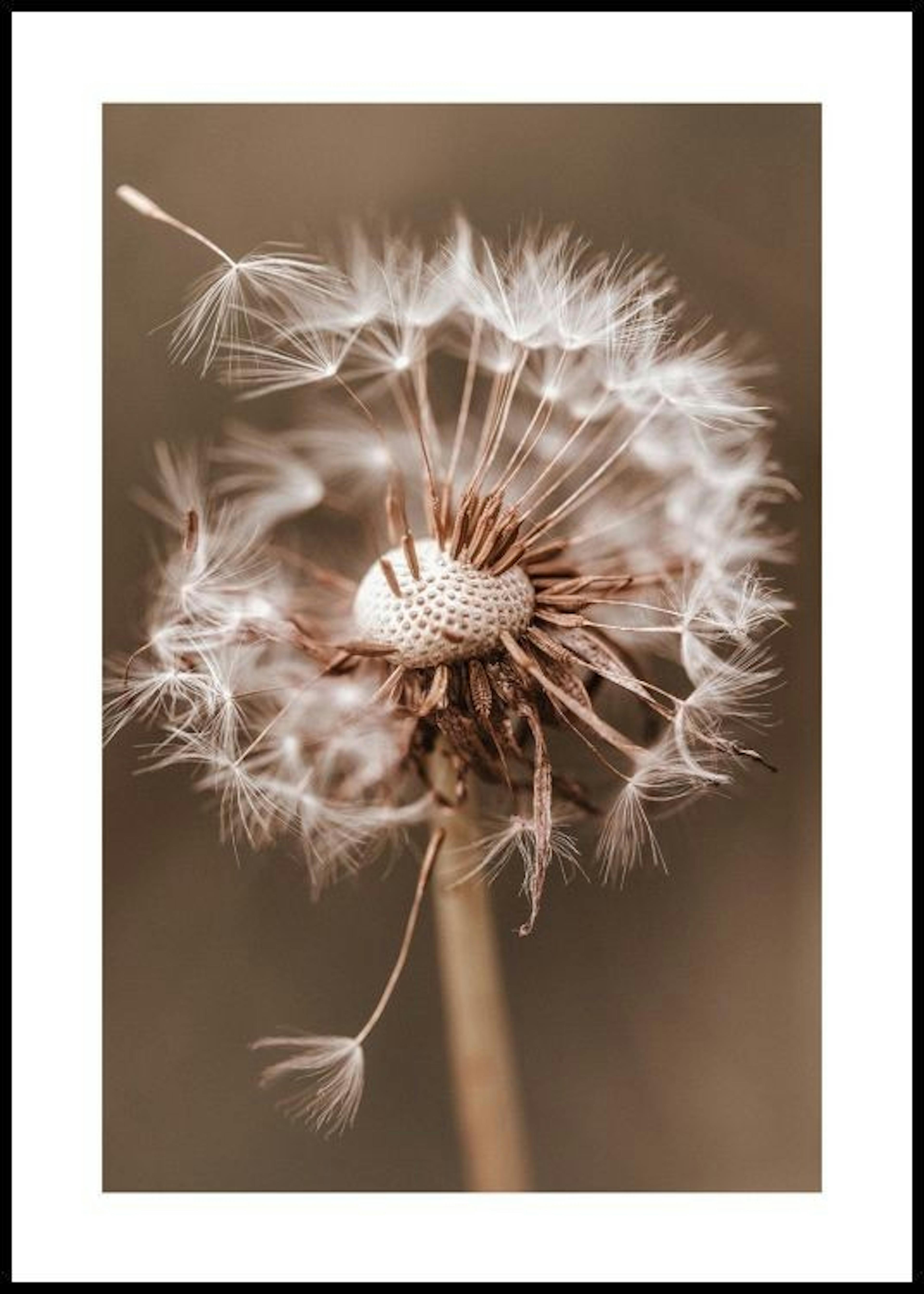 Herfst Dandelion Poster 0