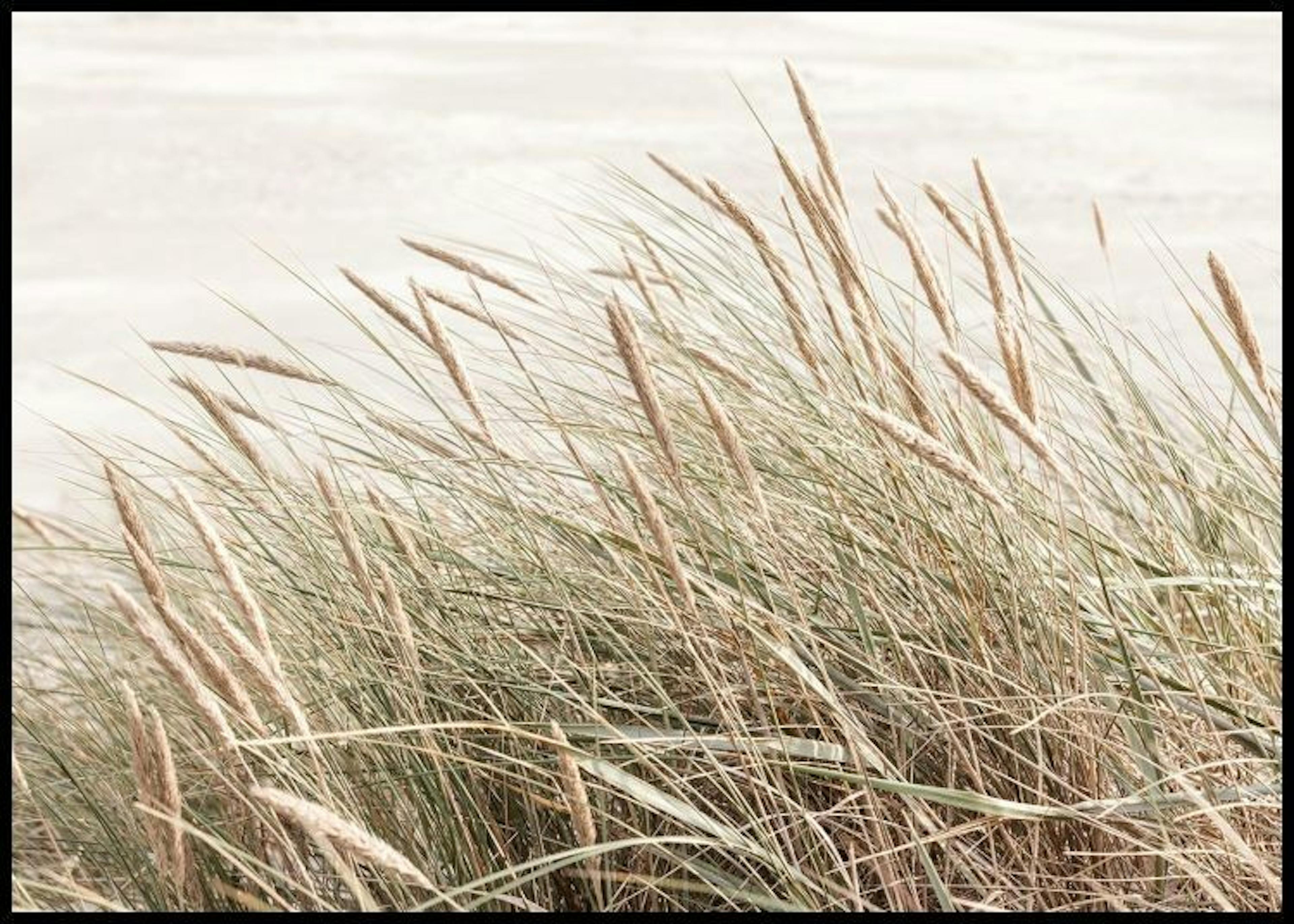 Breezy Reeds Póster 0