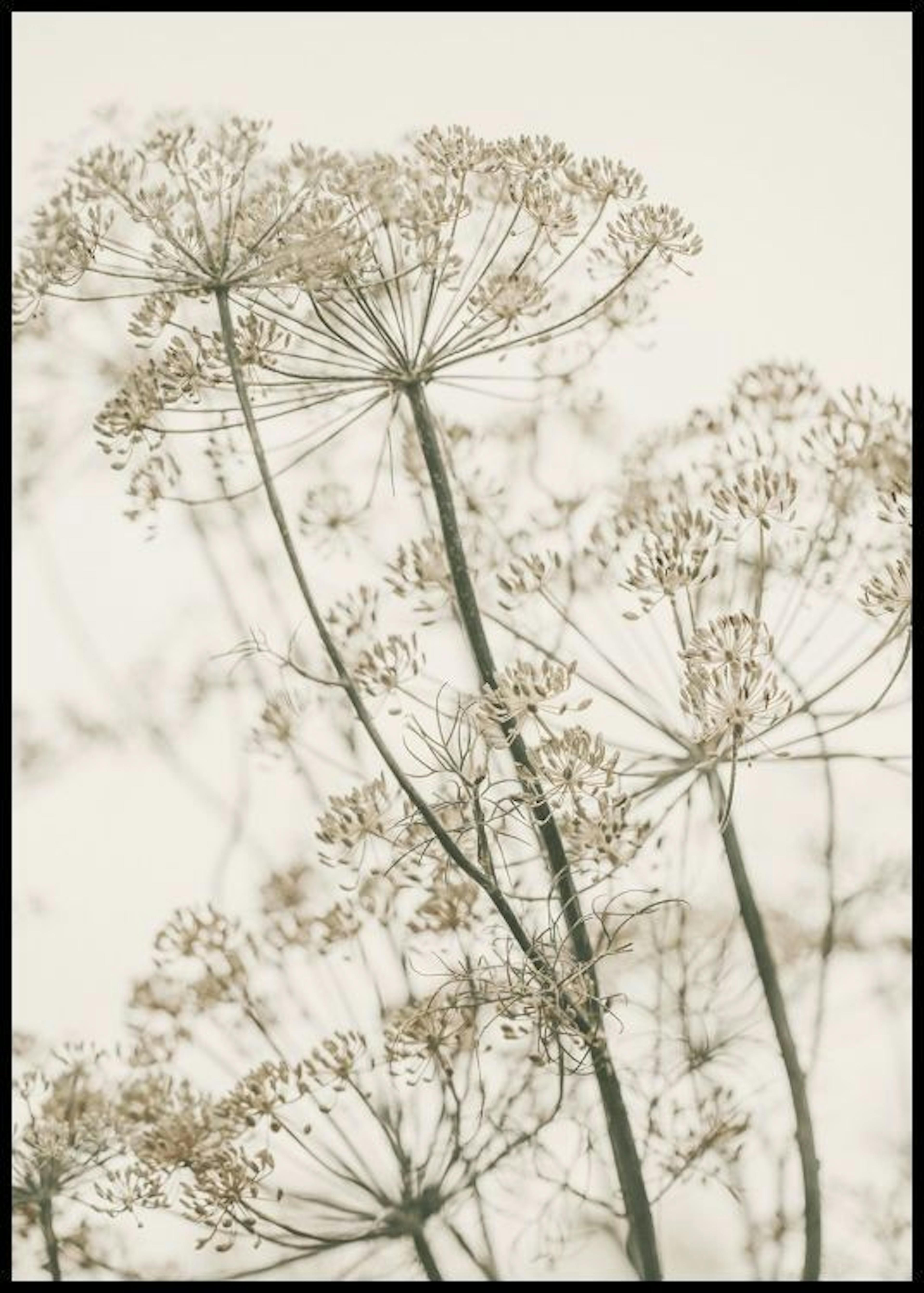 Dromerige Gedroogde Bloemen Poster 0