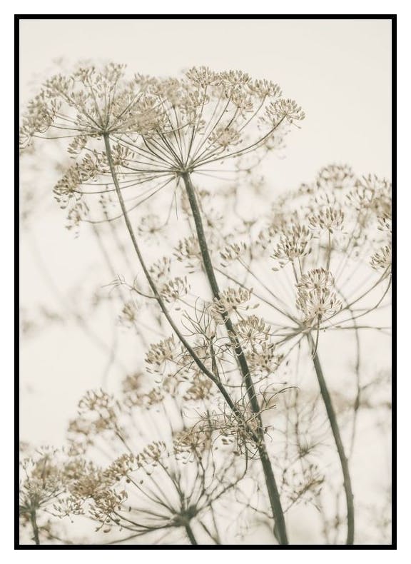 Suszone Kwiaty Plakat (50x70 cm) - Poster Store