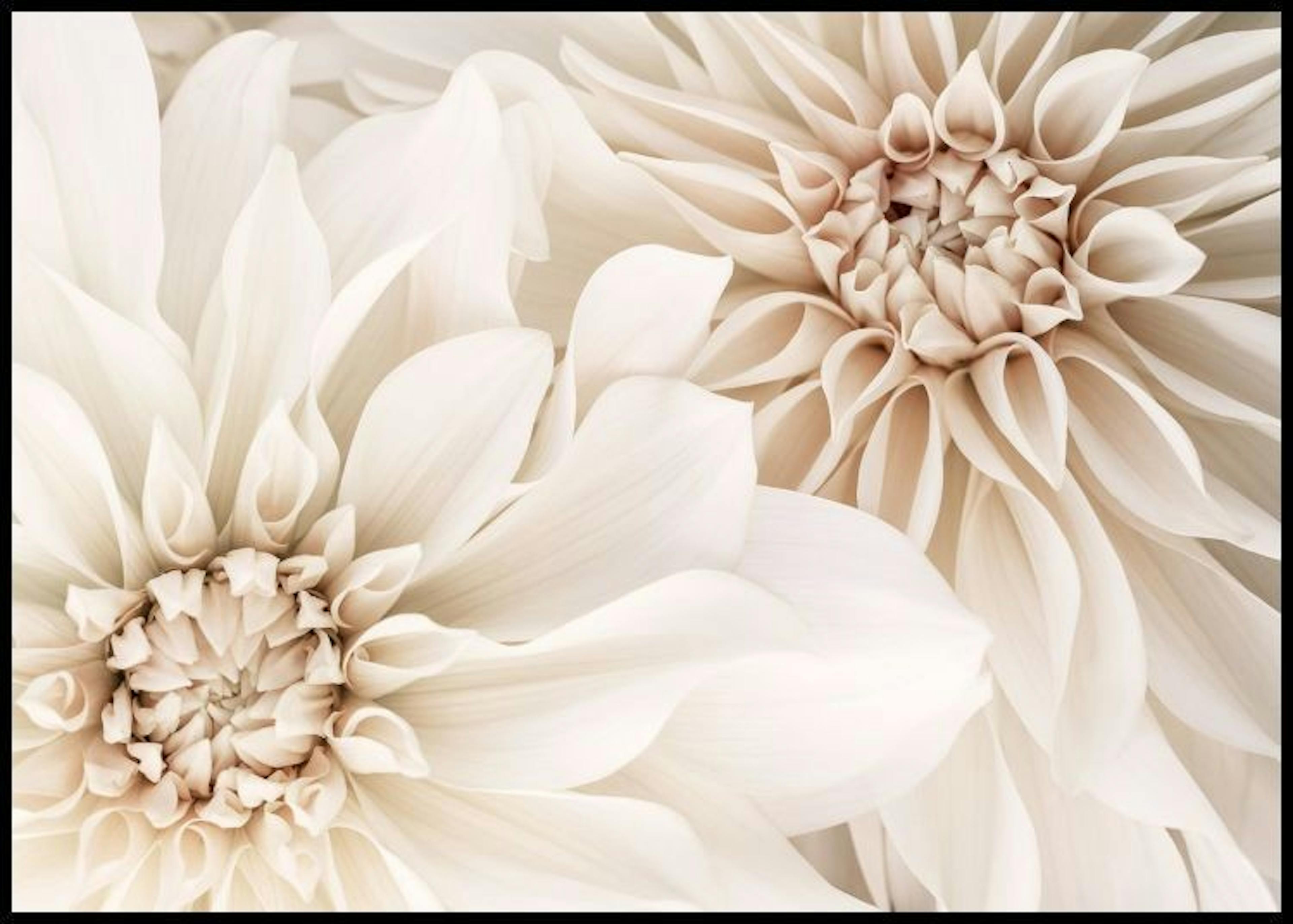 Paire de Dahlias Poster thumbnail